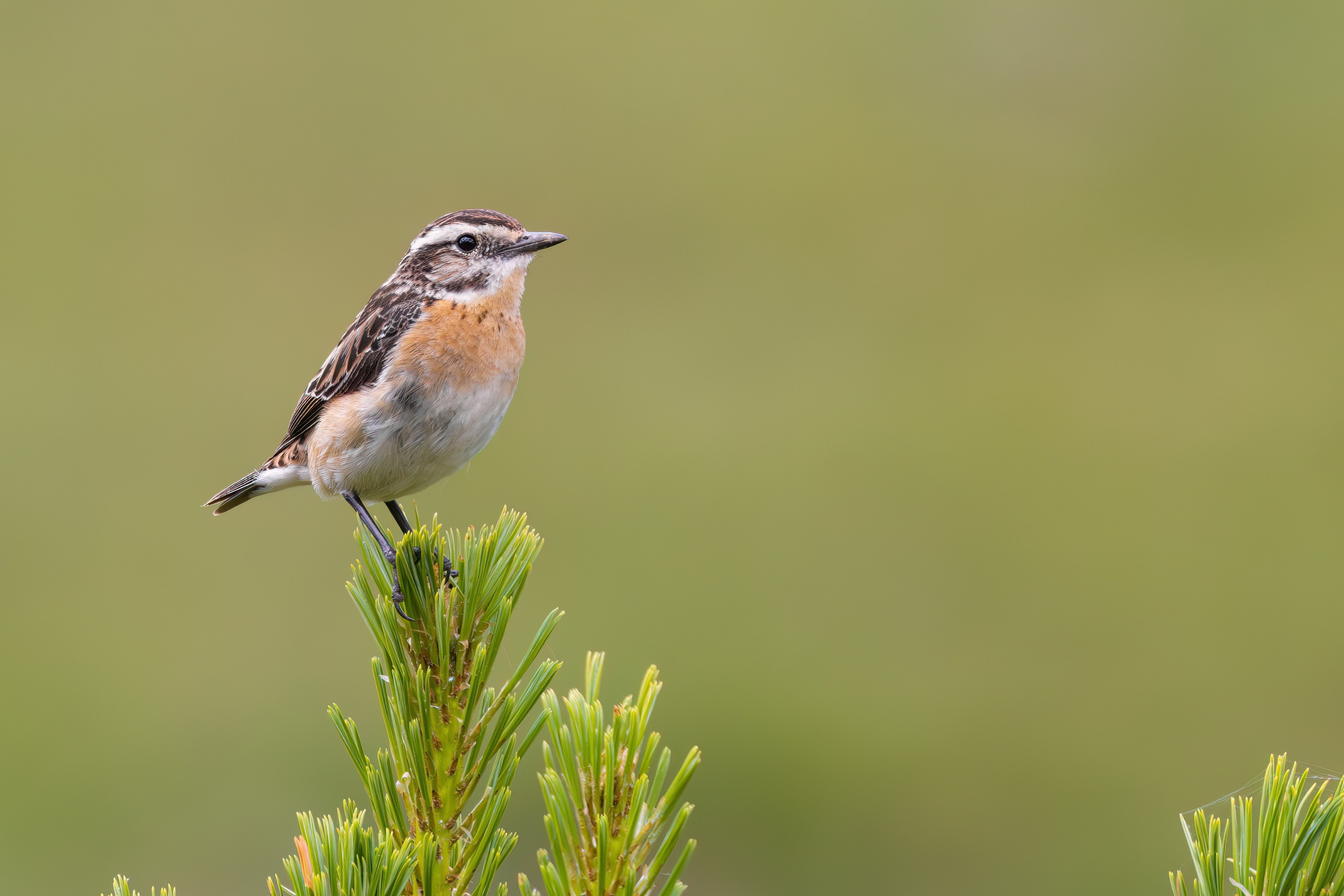 Whinchat