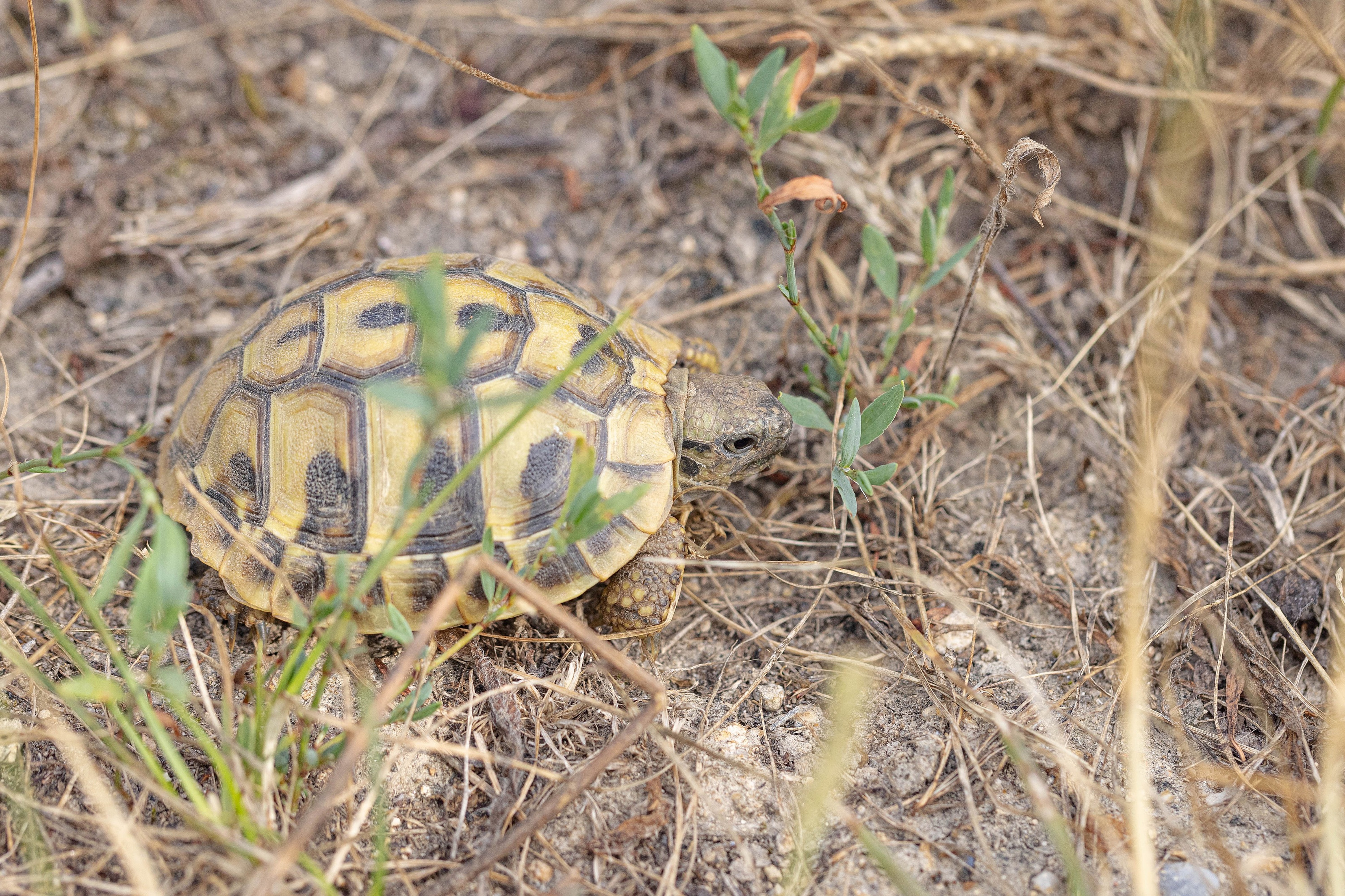 Hermann's Tortoise
