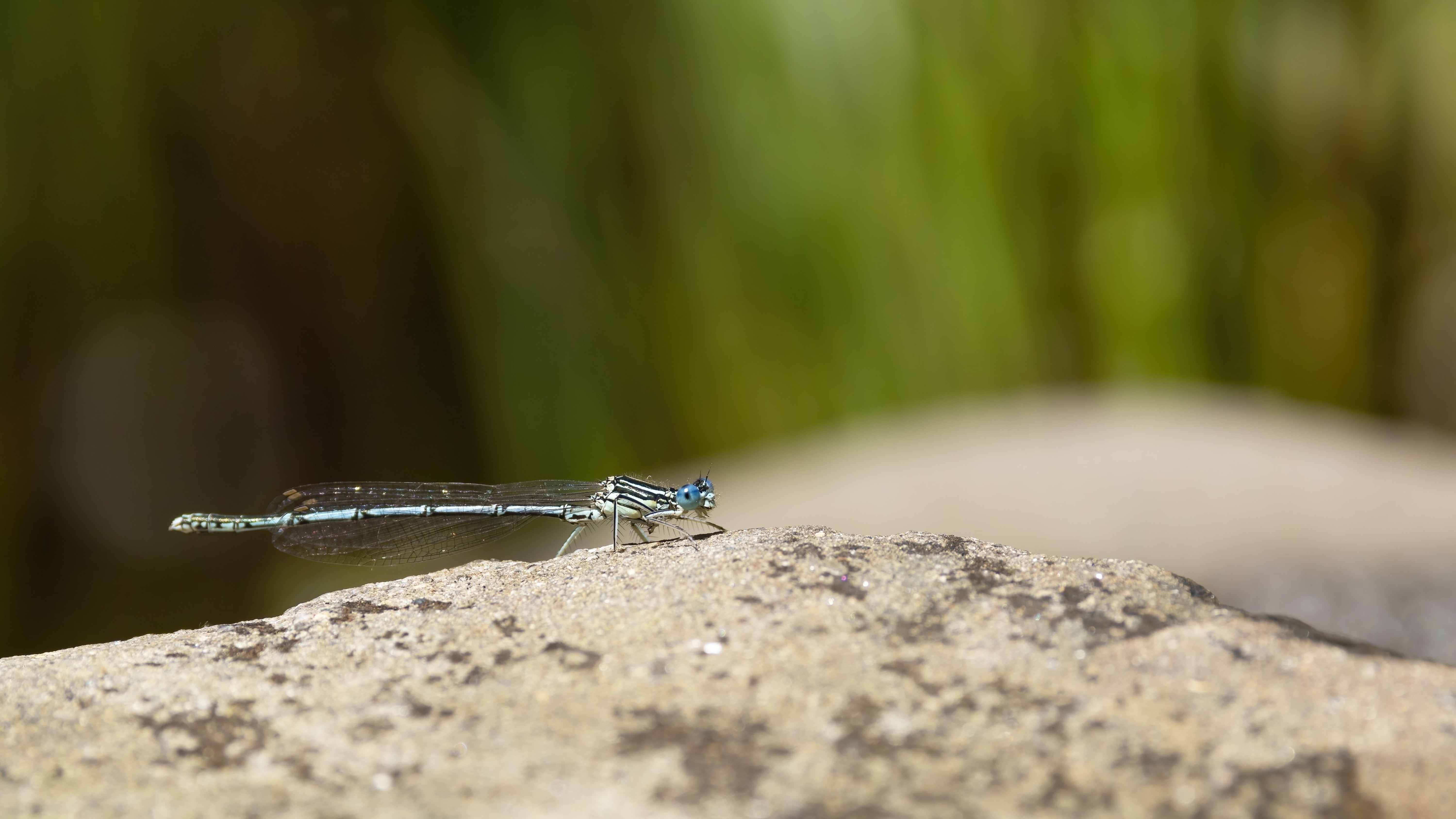 Blue Featherleg