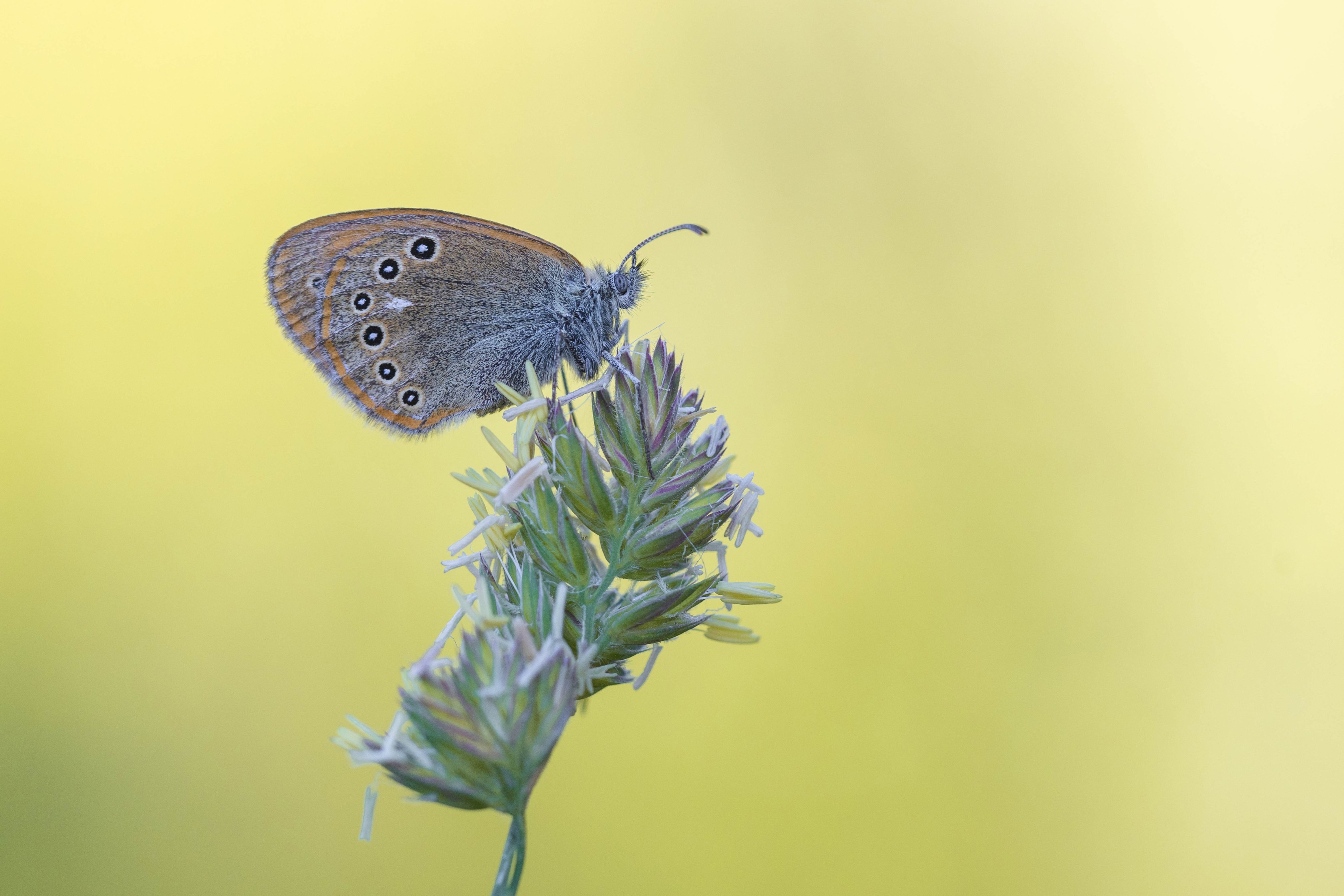 Chestnut Heath