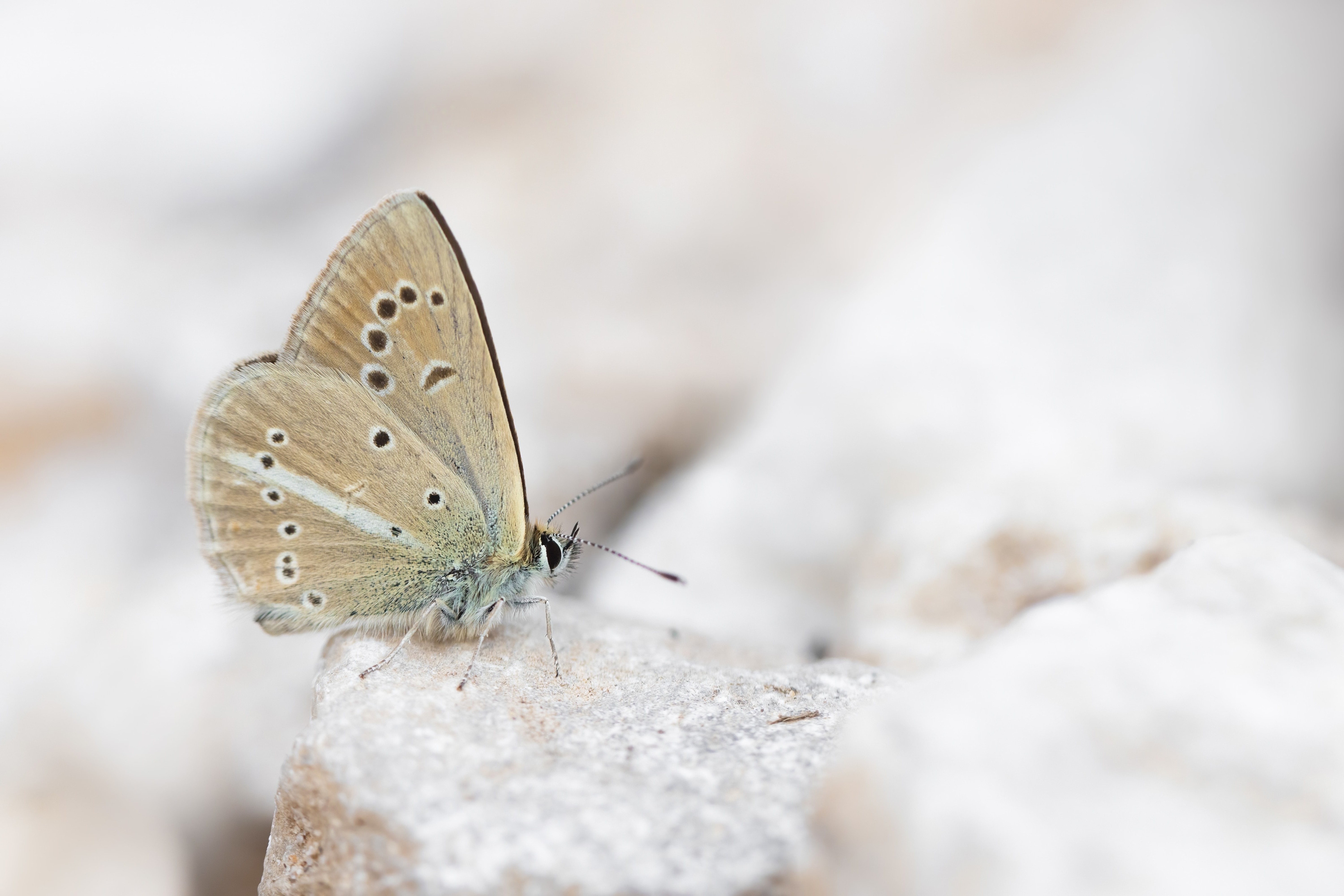 Higgin's Anomalous Blue