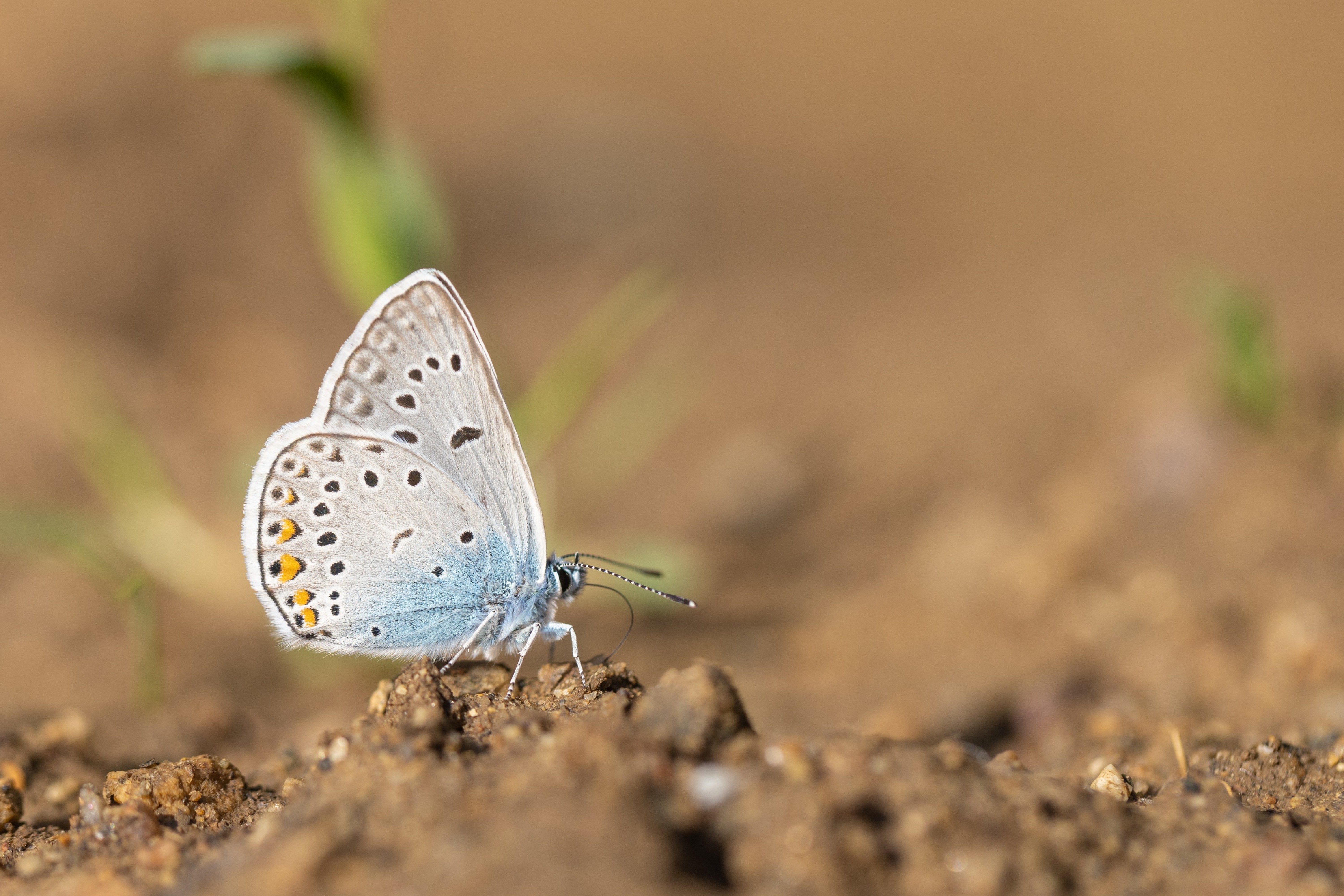 Amanda's Blue