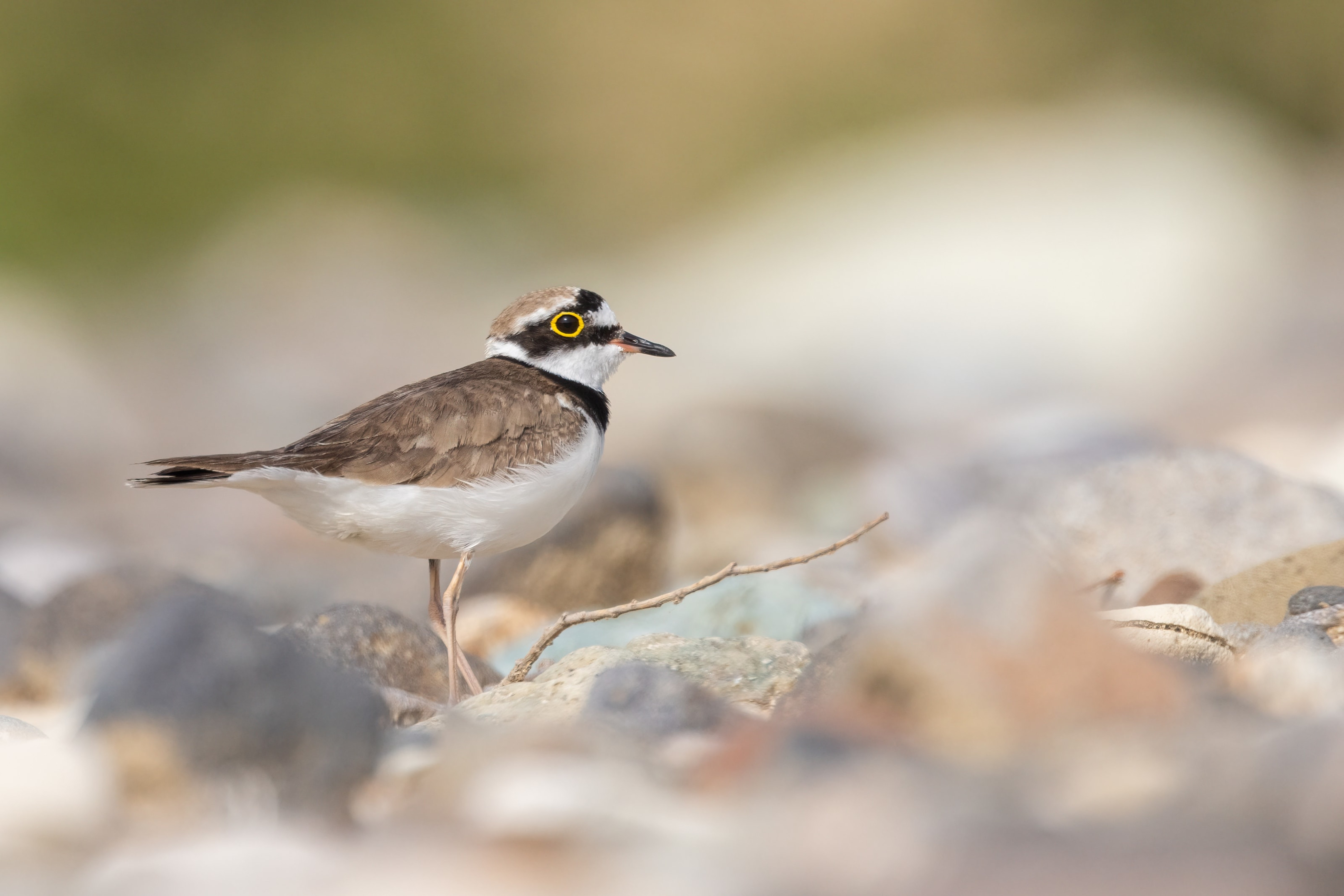 Little Ringed Plover