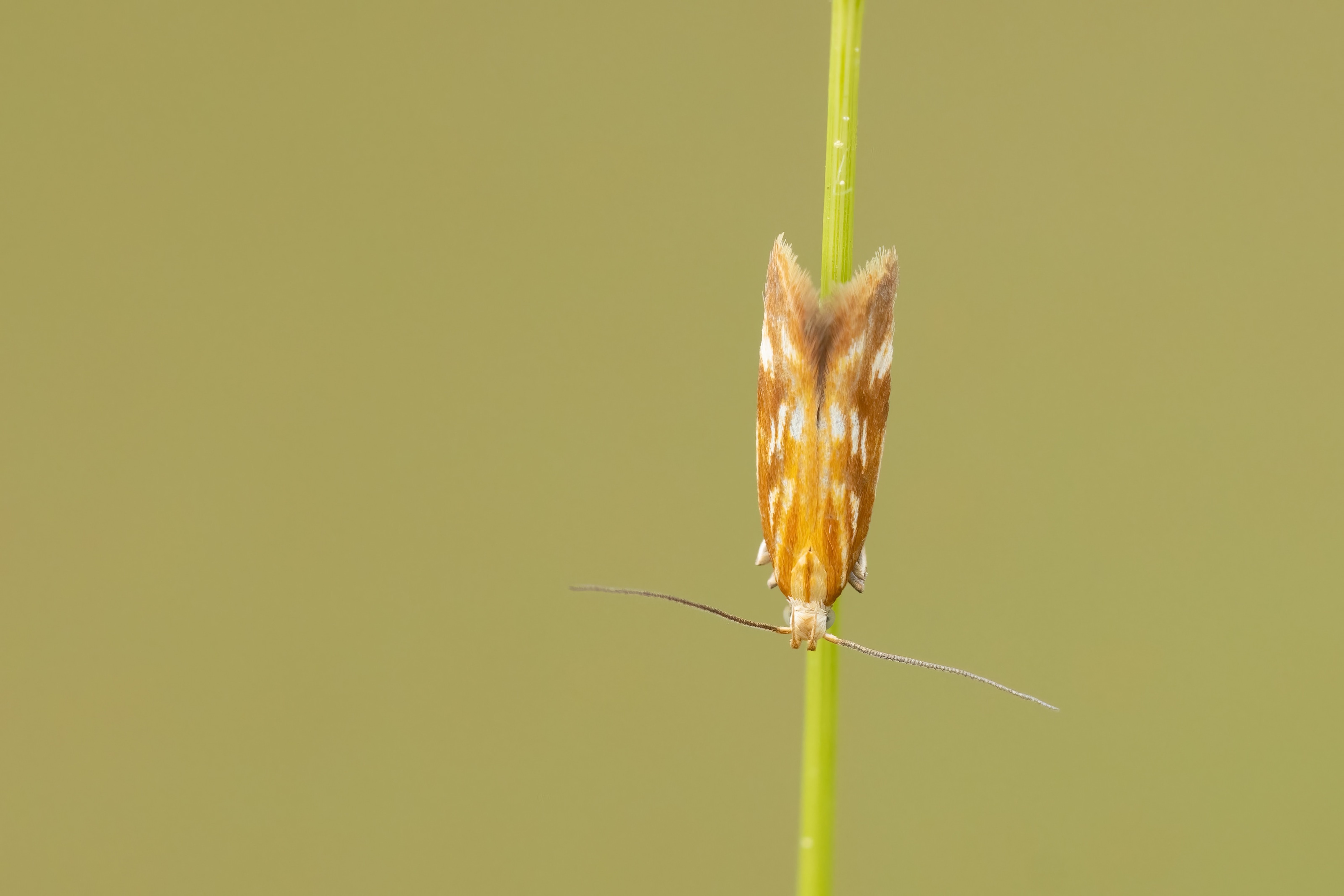 Mirificarma eburnella, a micro moth of the family Gelechiidae 