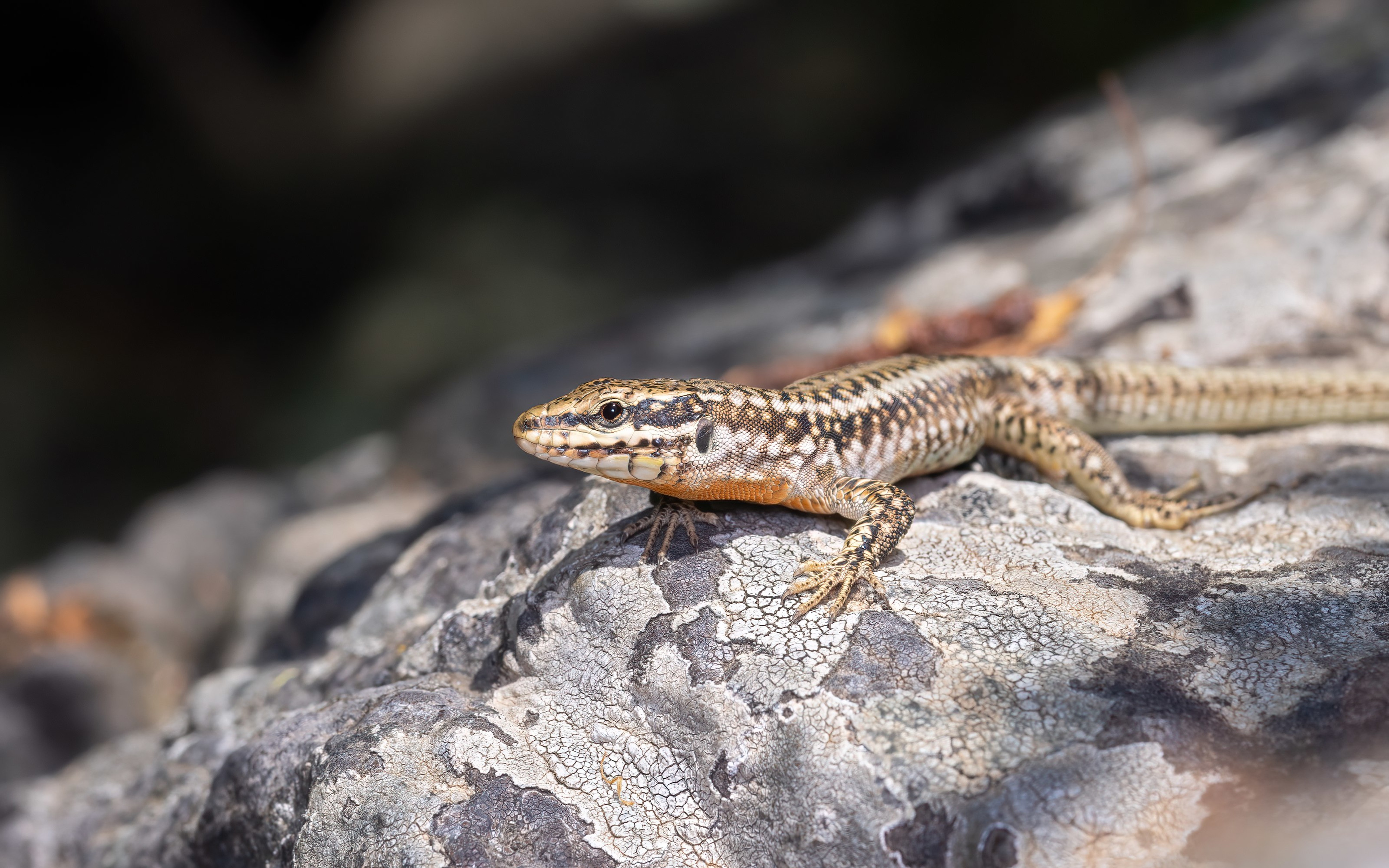 Male Erhard's Wall Lizard (Podarcis erhardii) on a rock in Bulgaria