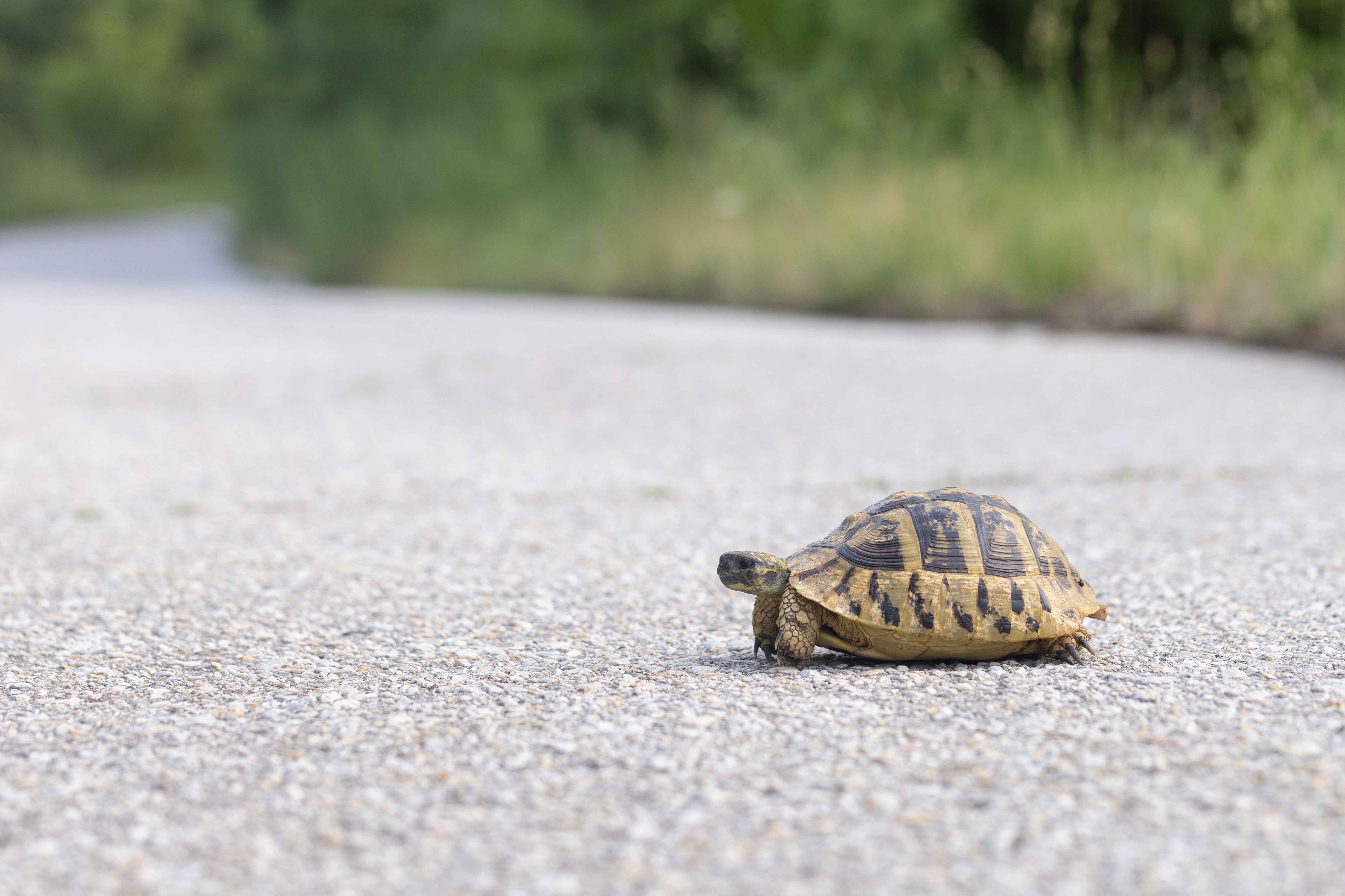 Hermann's Tortoise