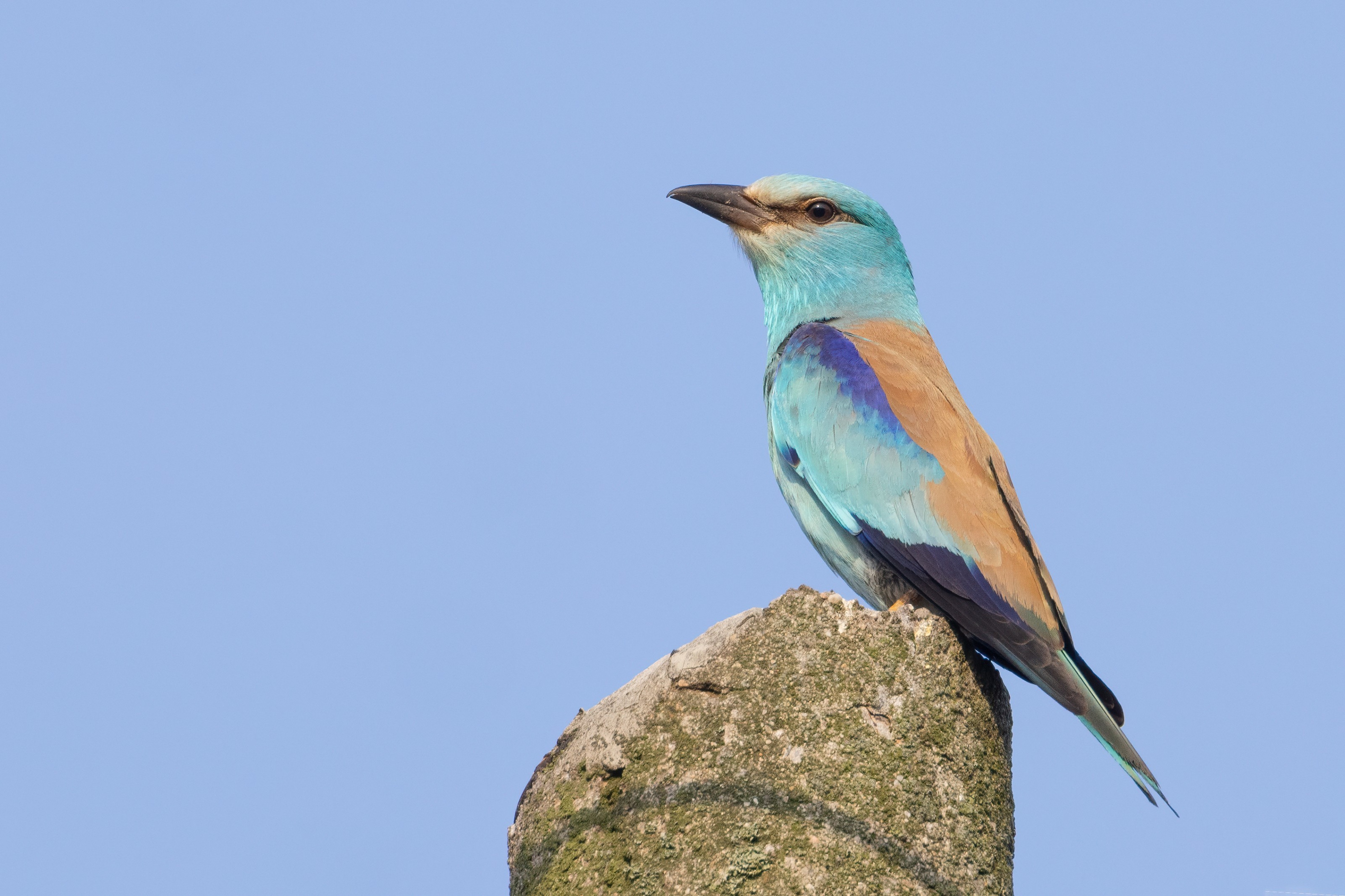 European Roller