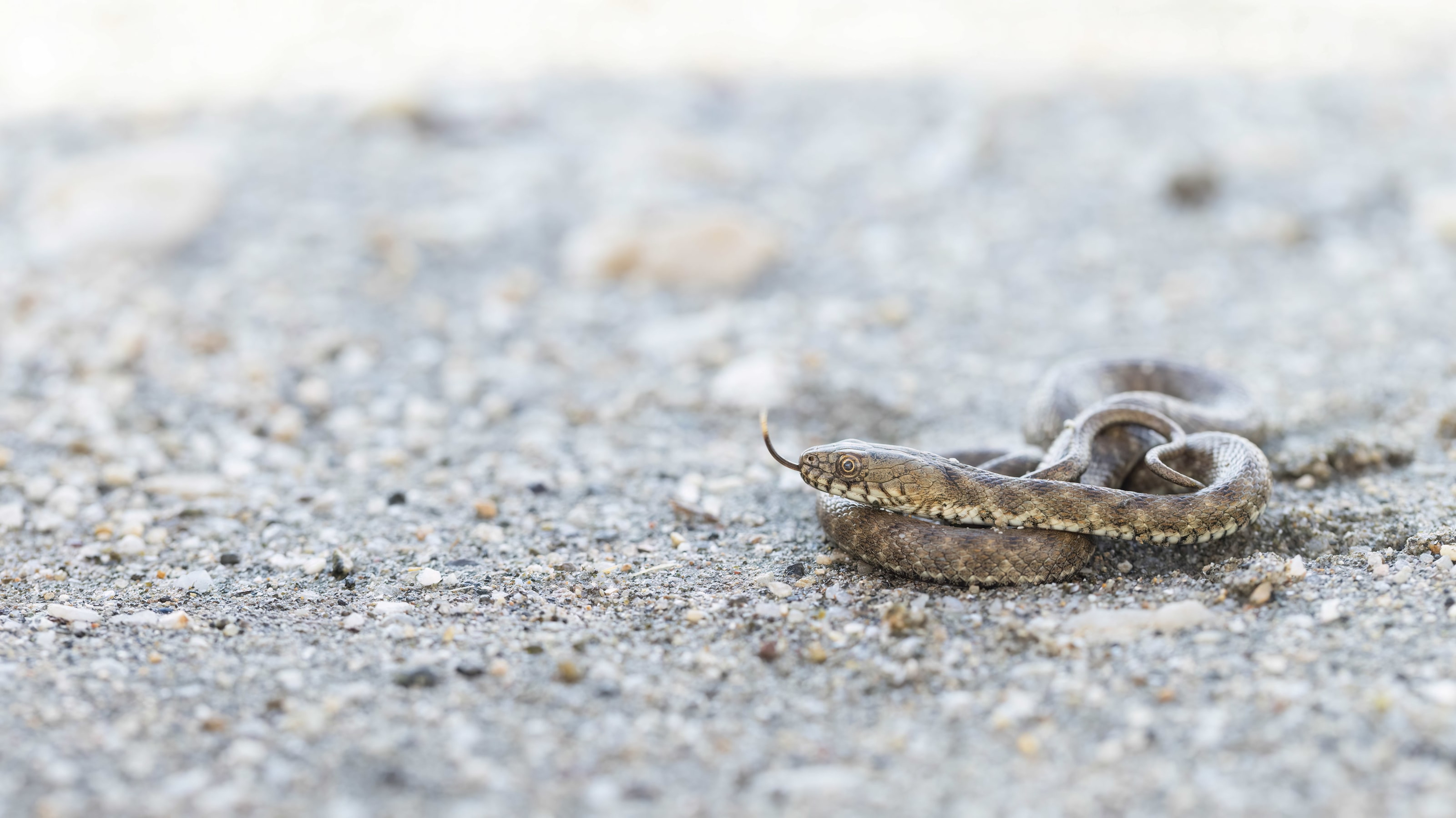 Dice Snake