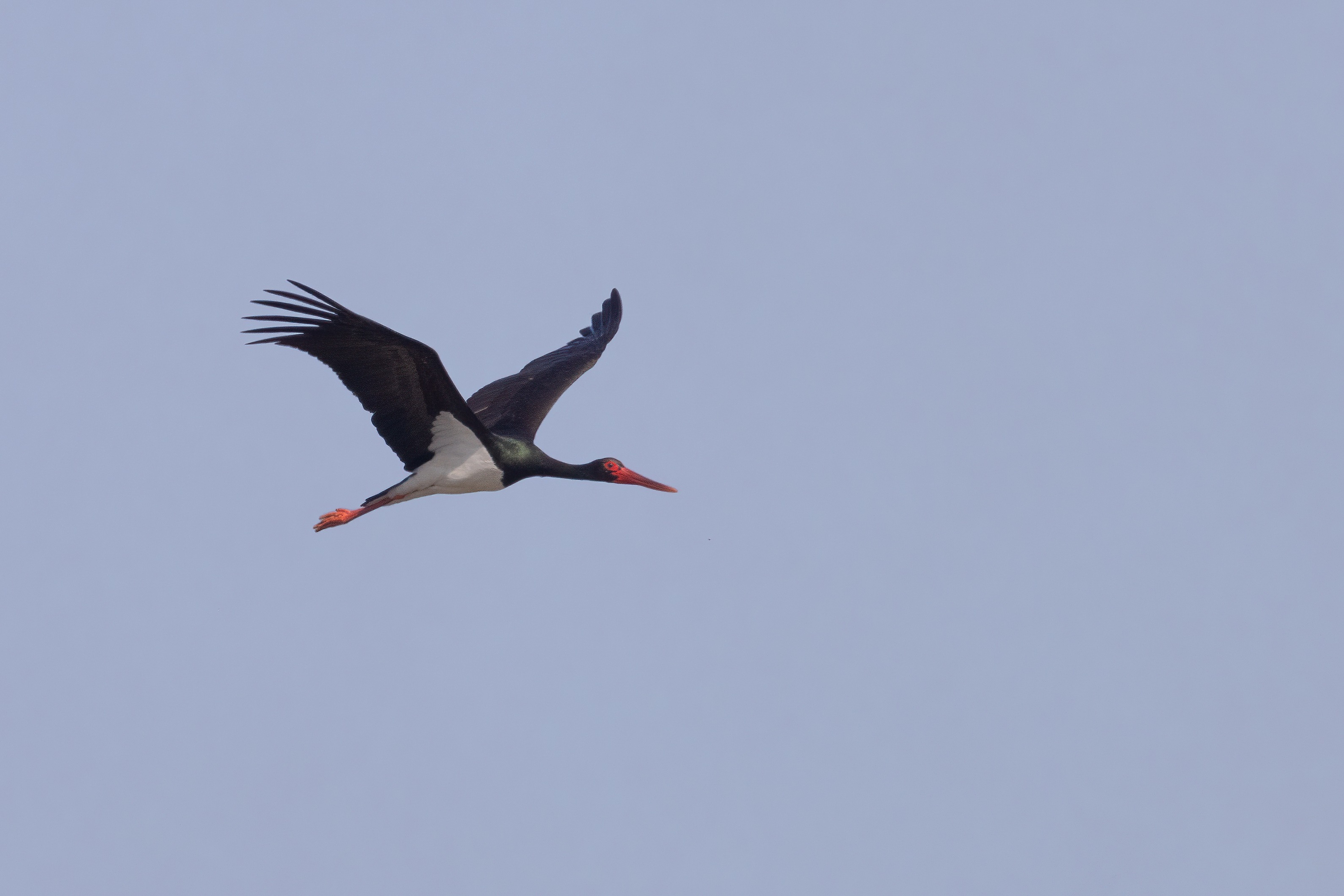Black Stork
