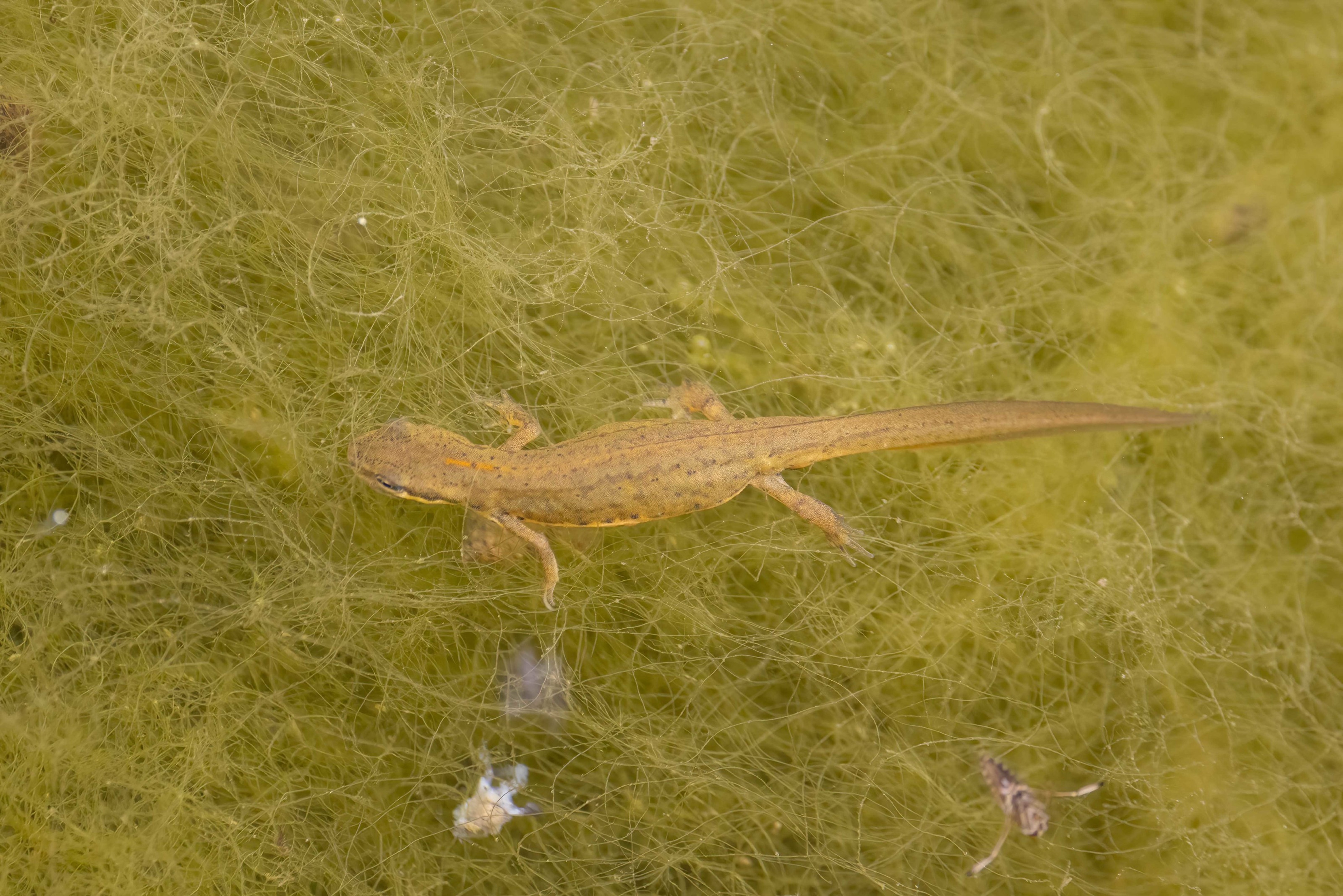 Schmidtler's Smooth Newt
