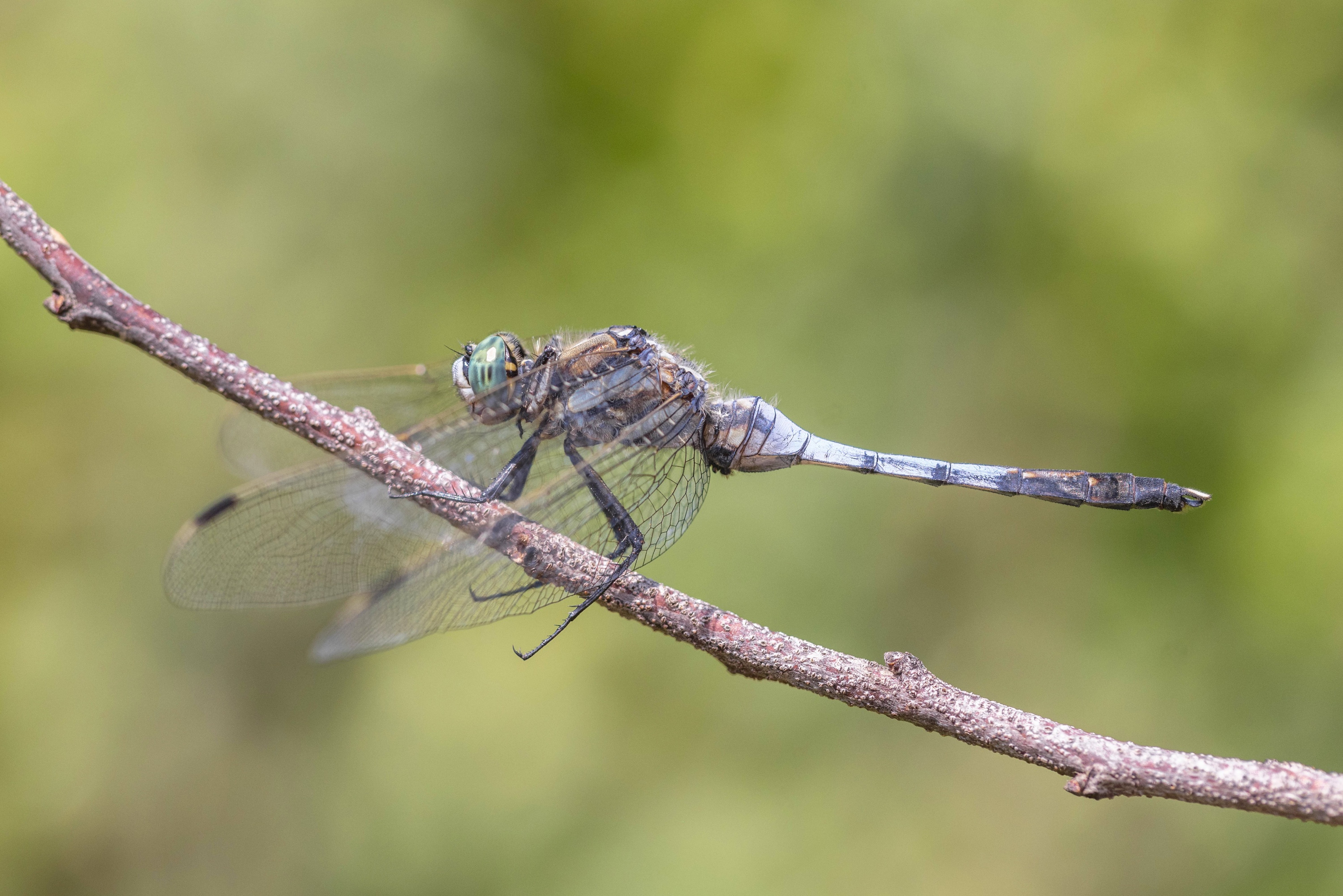 White-tailed Skimmer