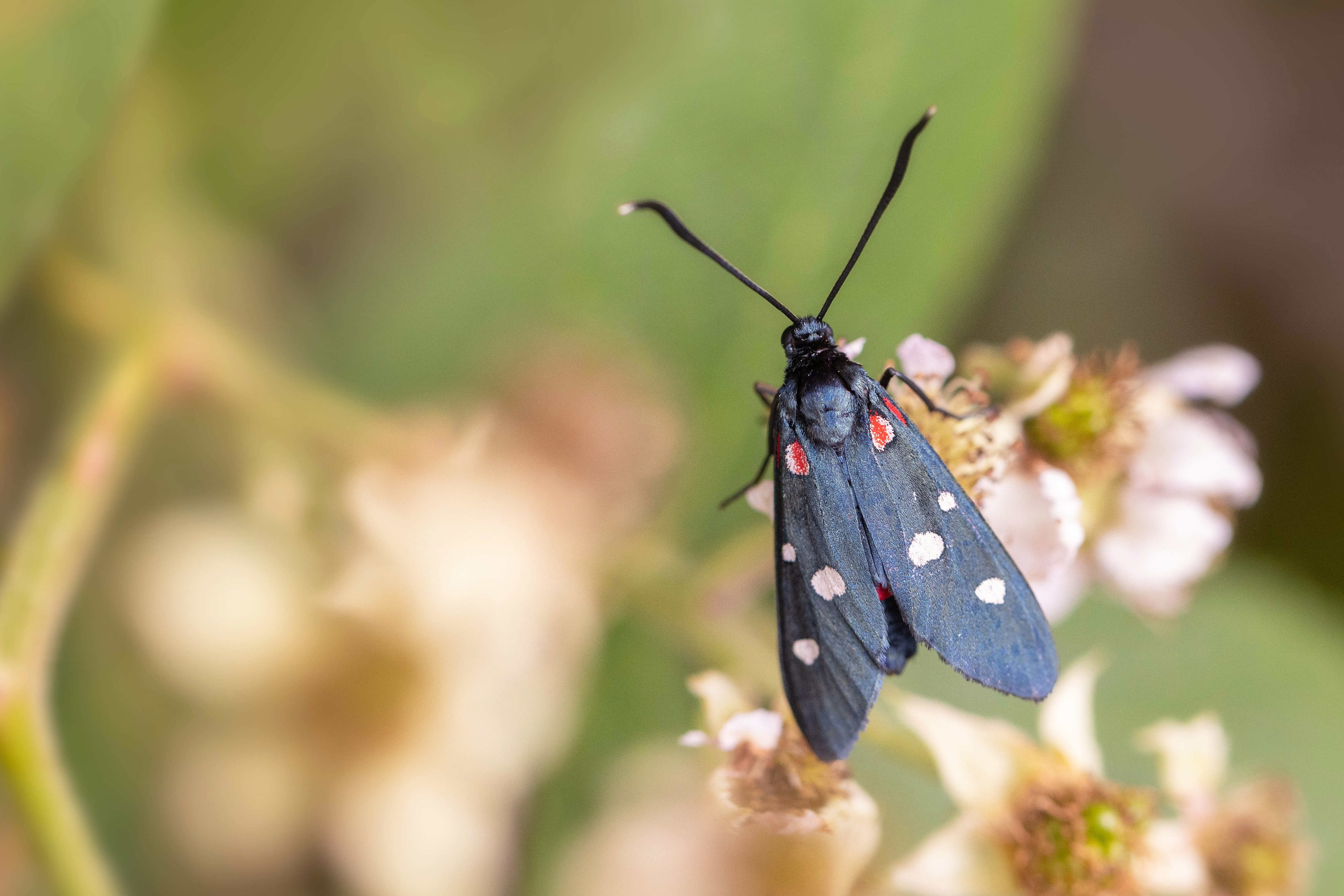 Zygaena ephialtes (Variable Burnet)