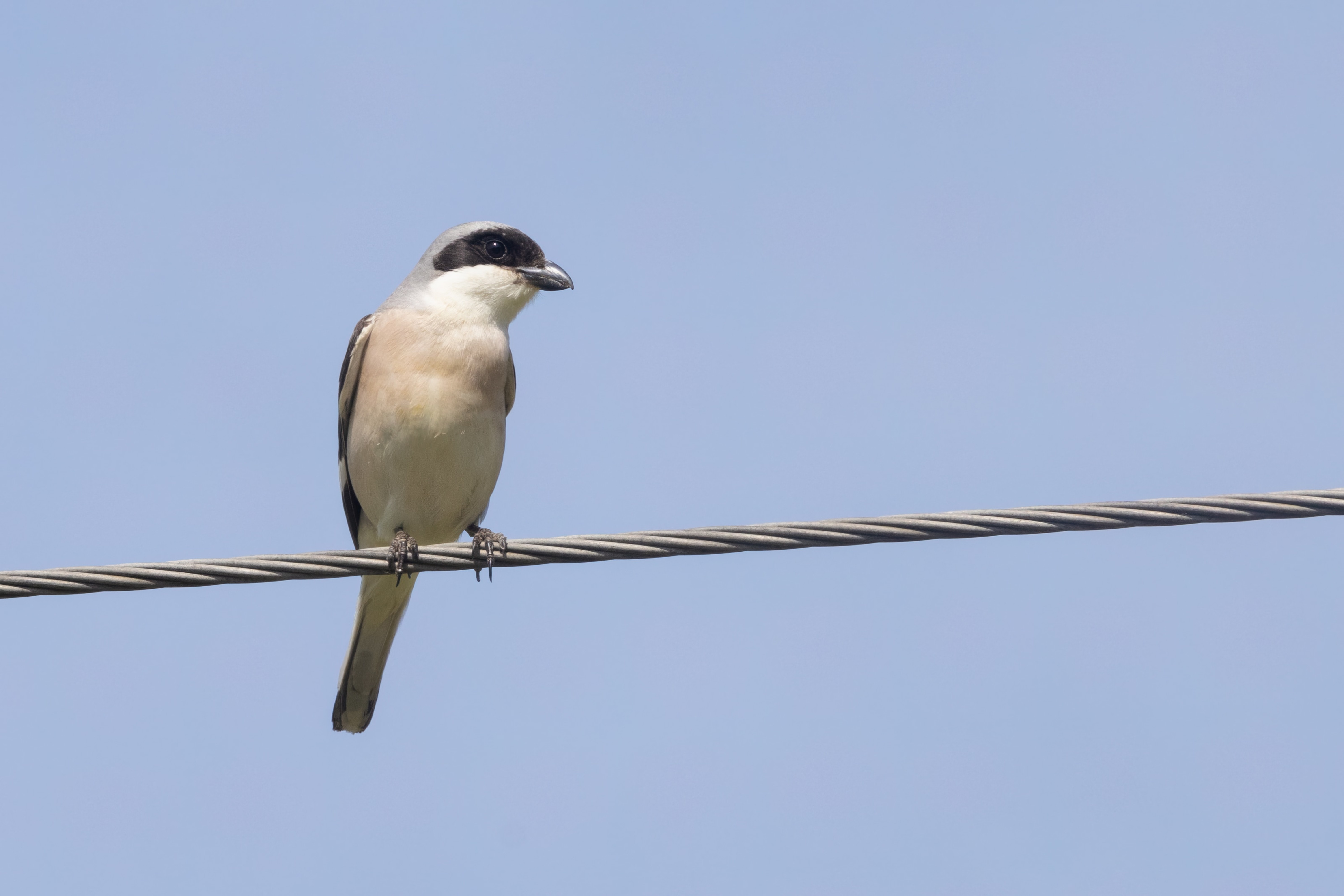 Lesser Grey Shrike