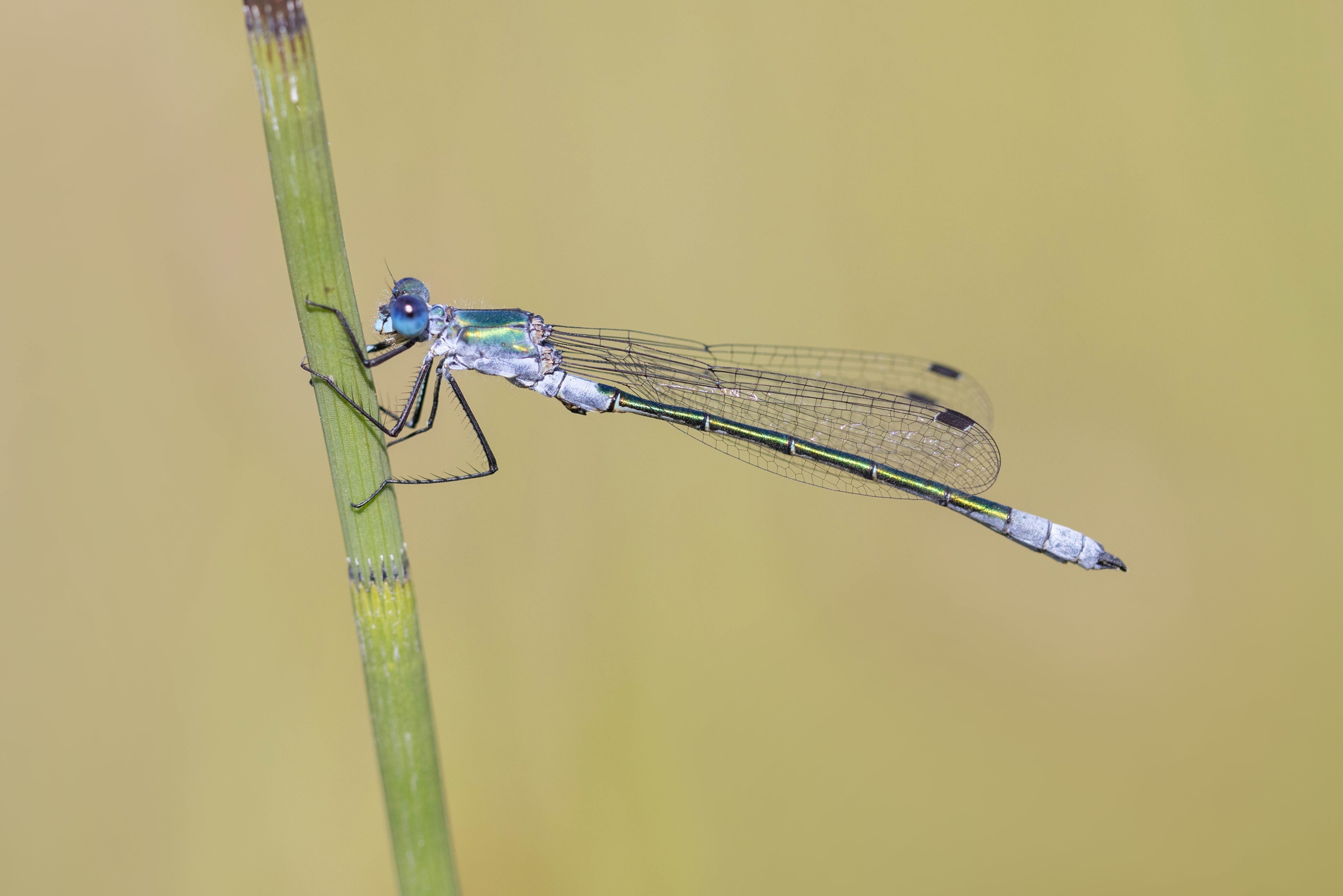 Robust Spreadwing