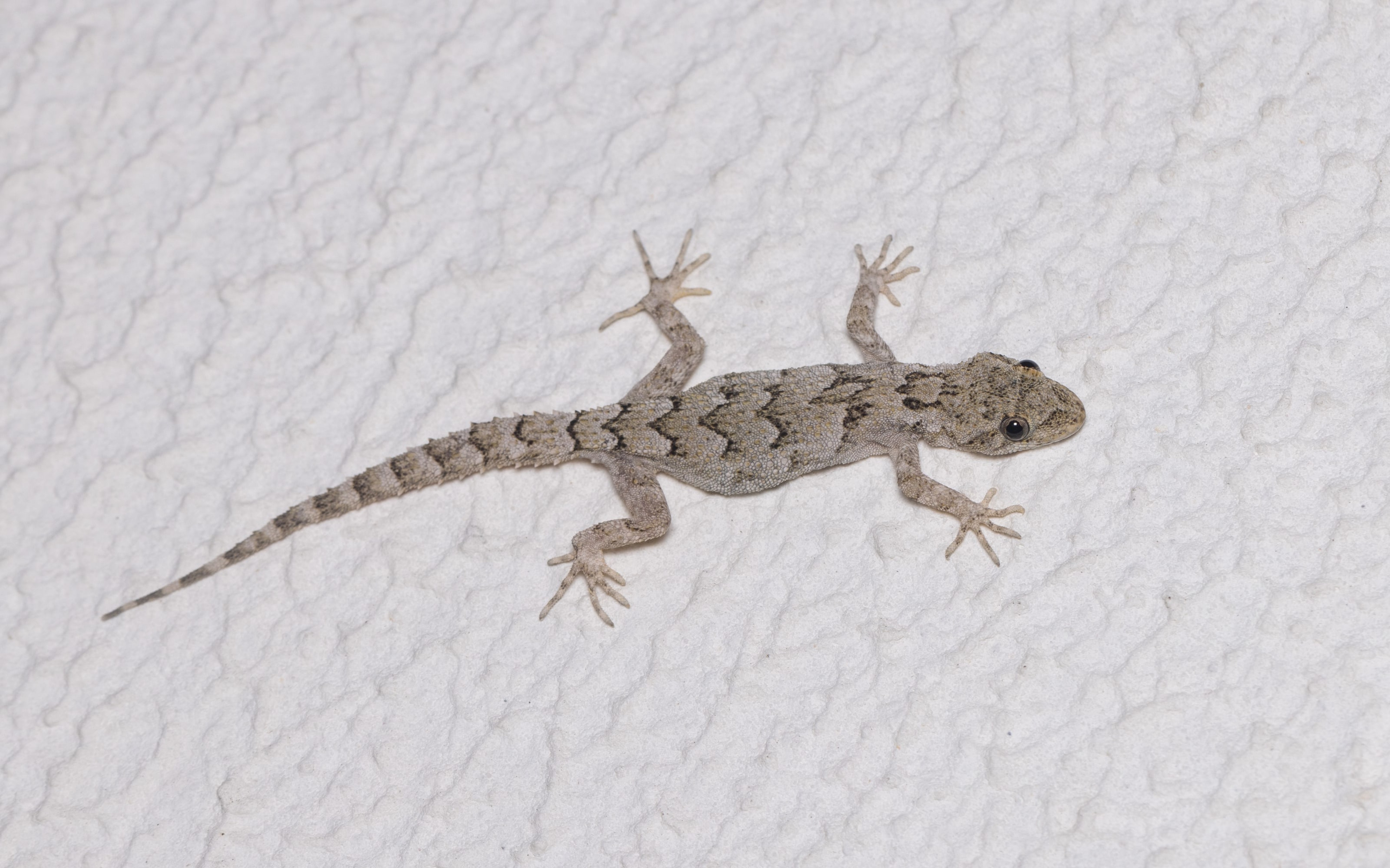 Bulgarian Bent-toed Gecko
