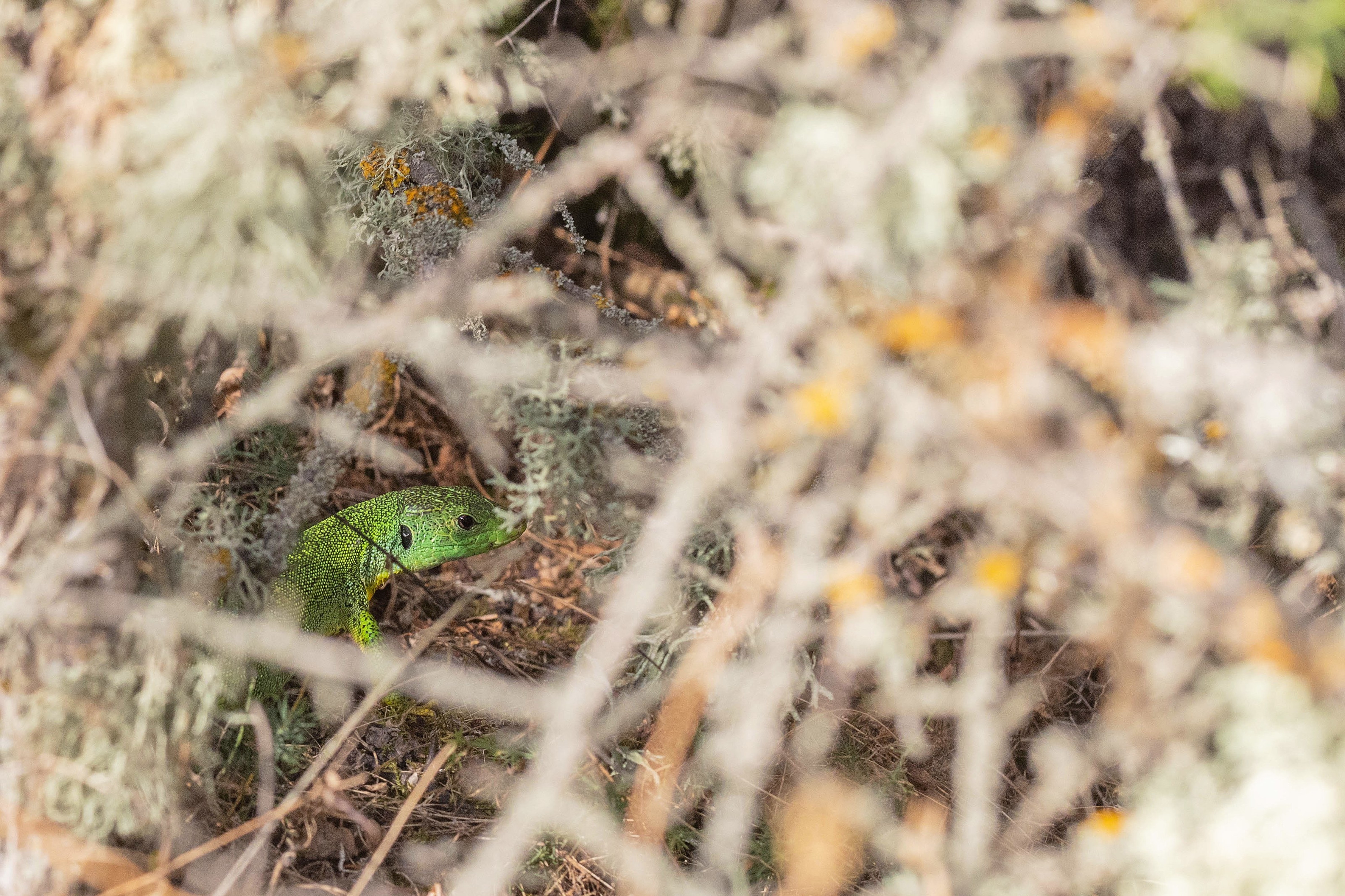 Balkan Green Lizard