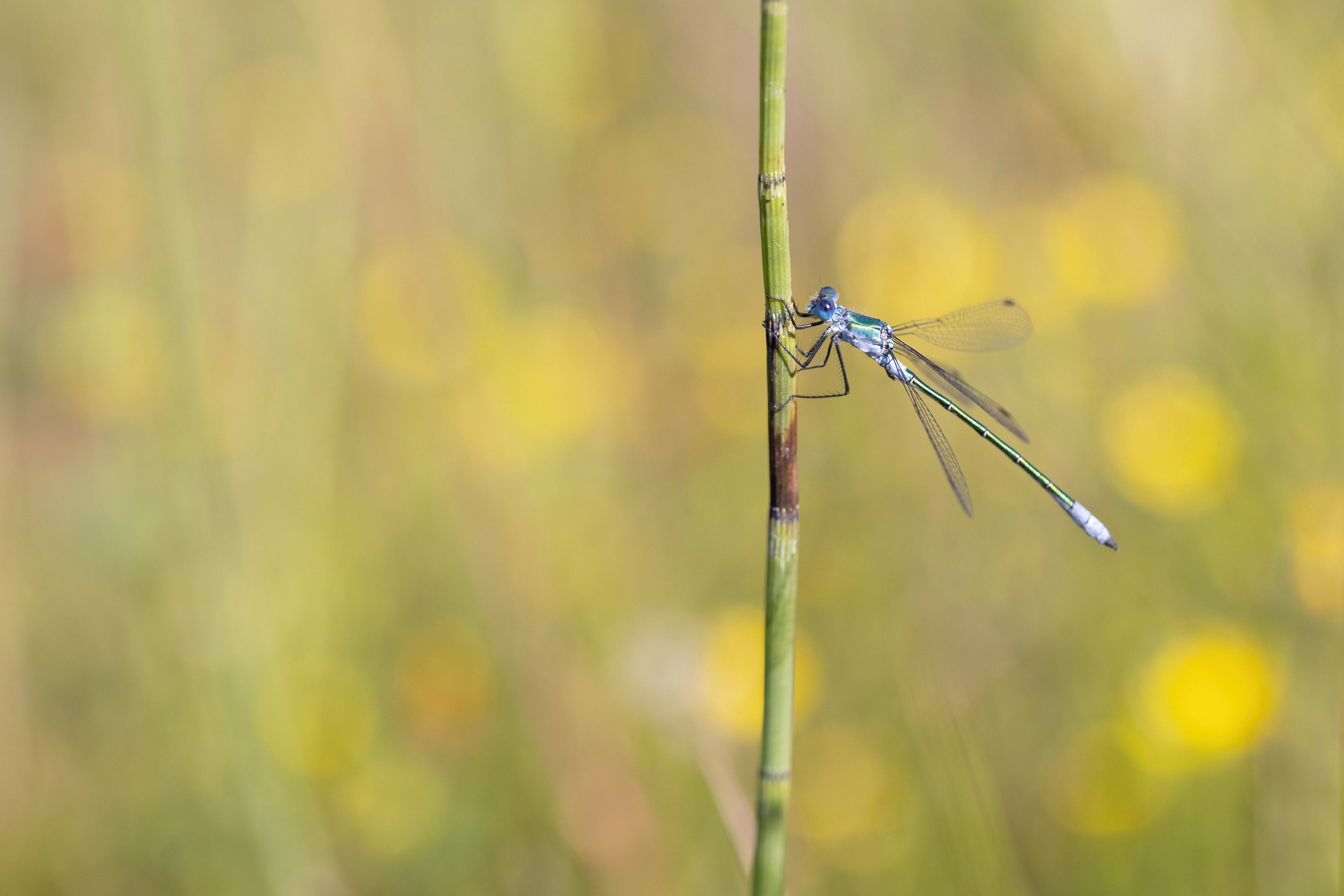 Robust Spreadwing