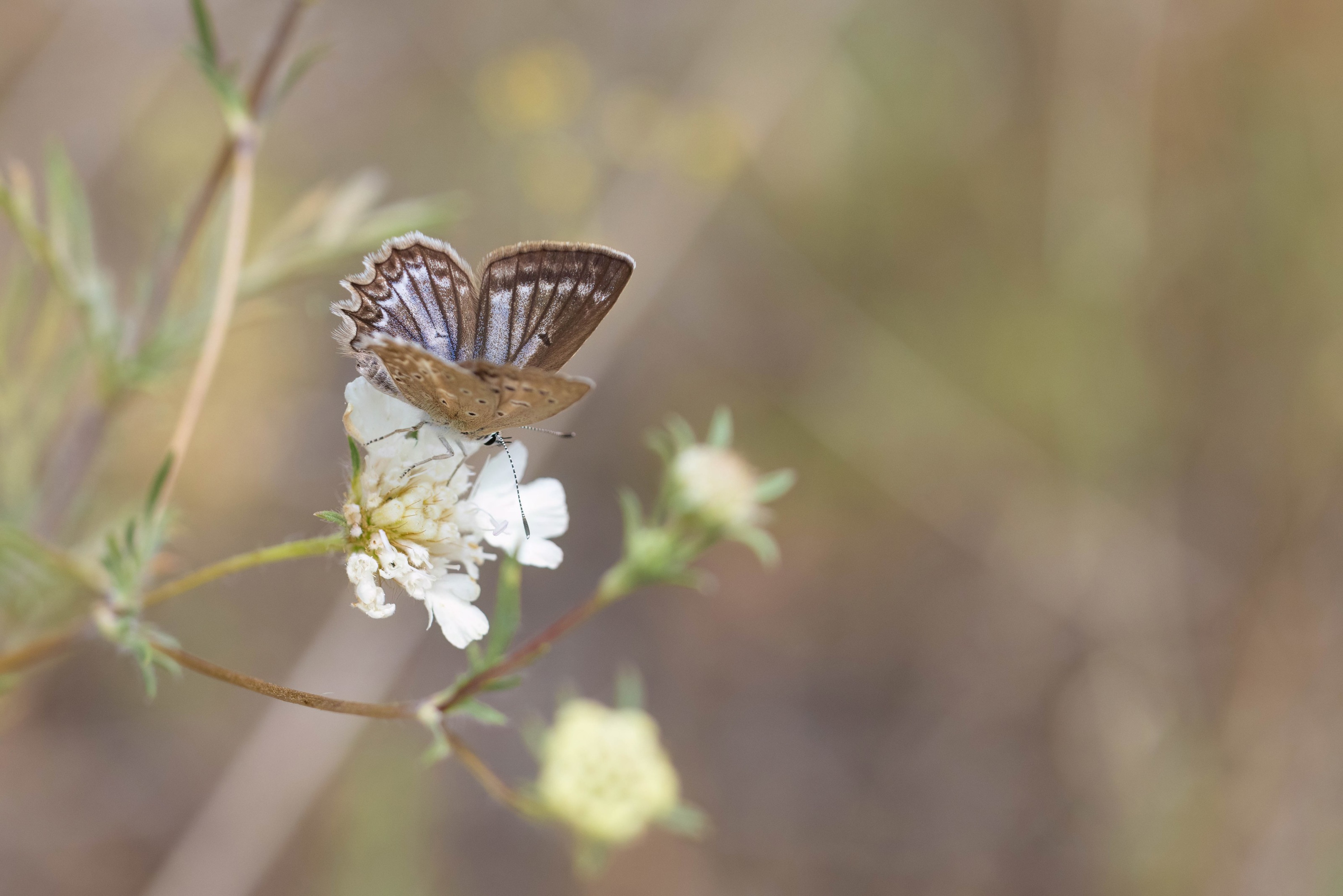 Meleager's Blue