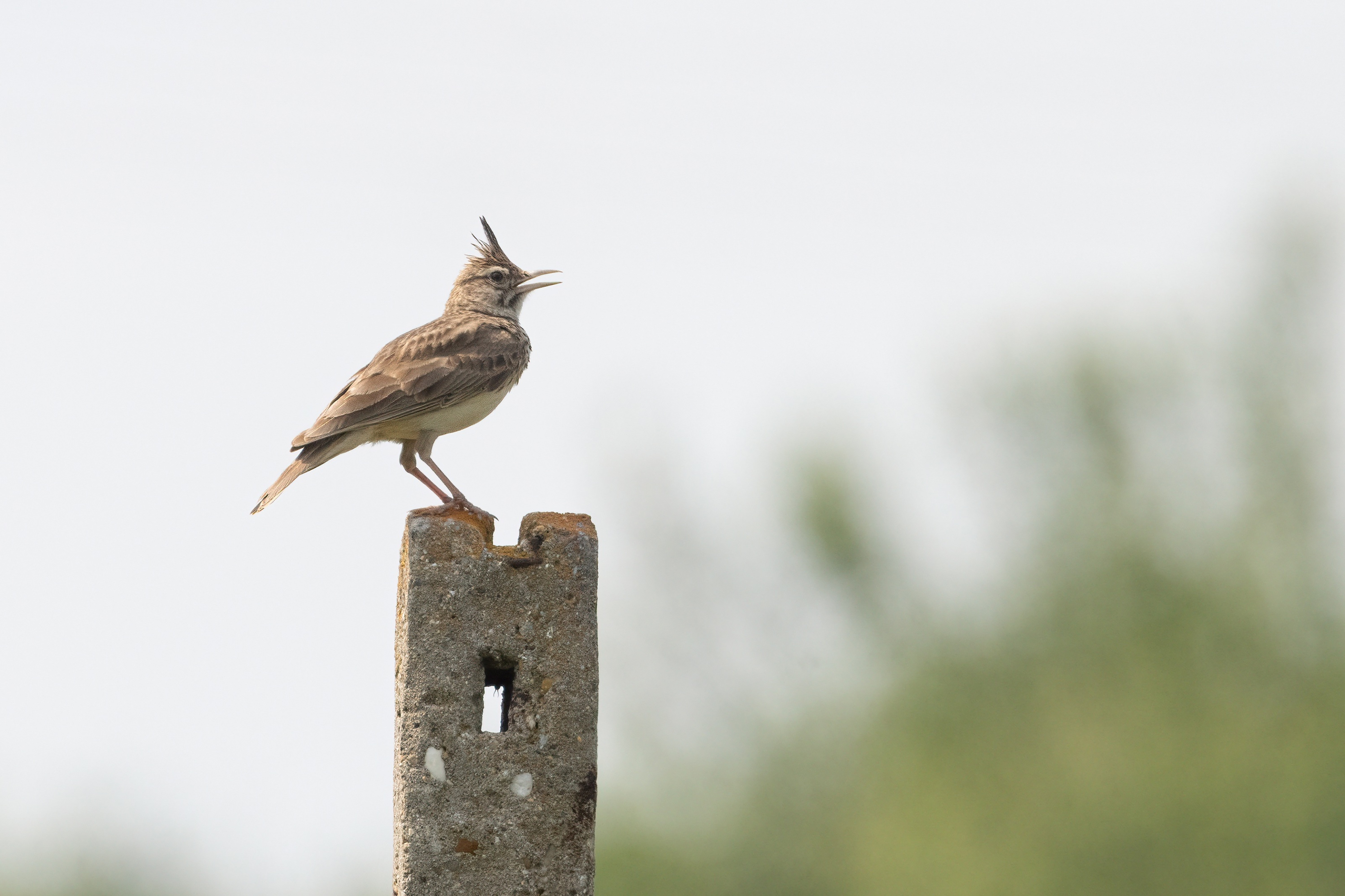 Crested Lark