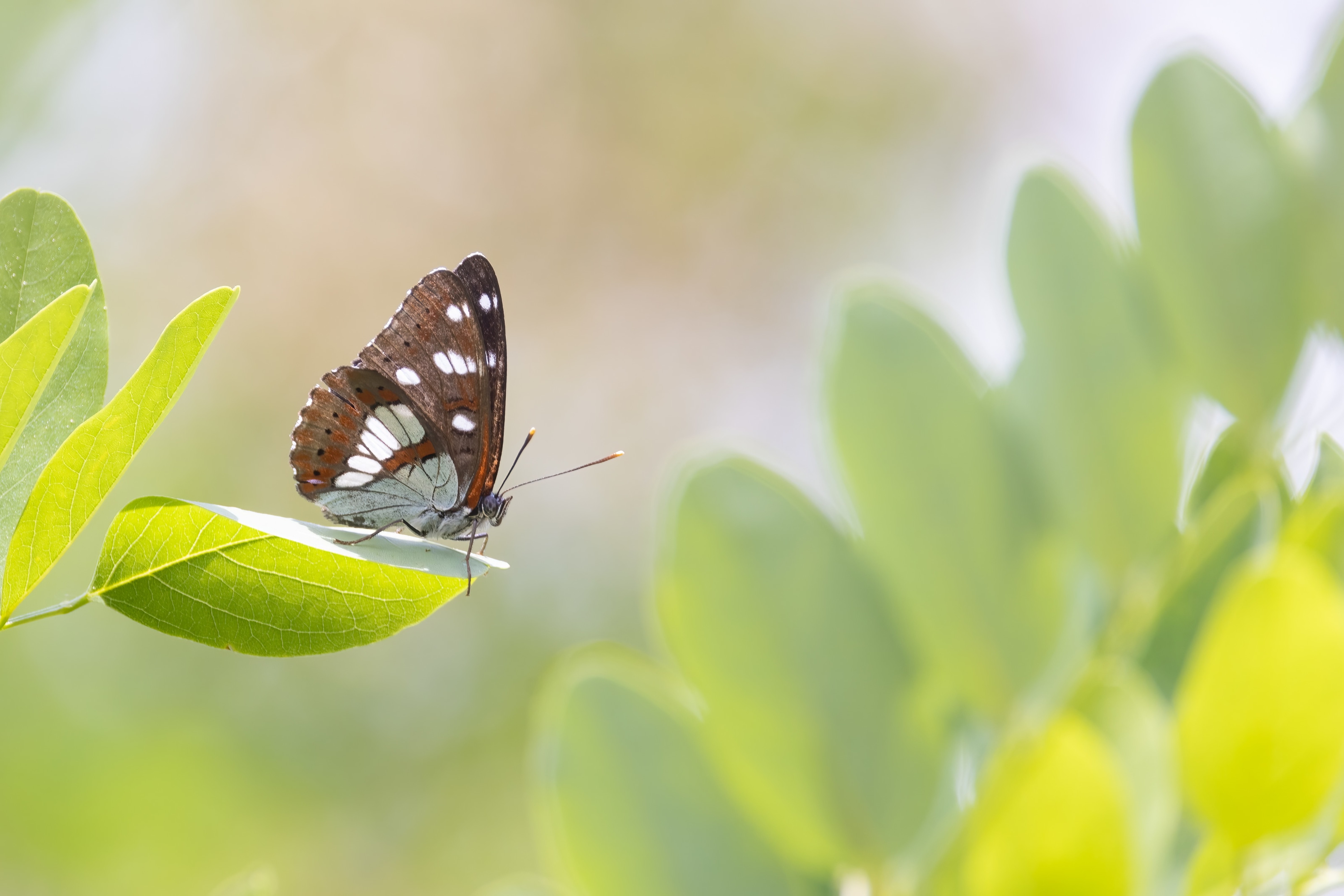 Southern White Admiral
