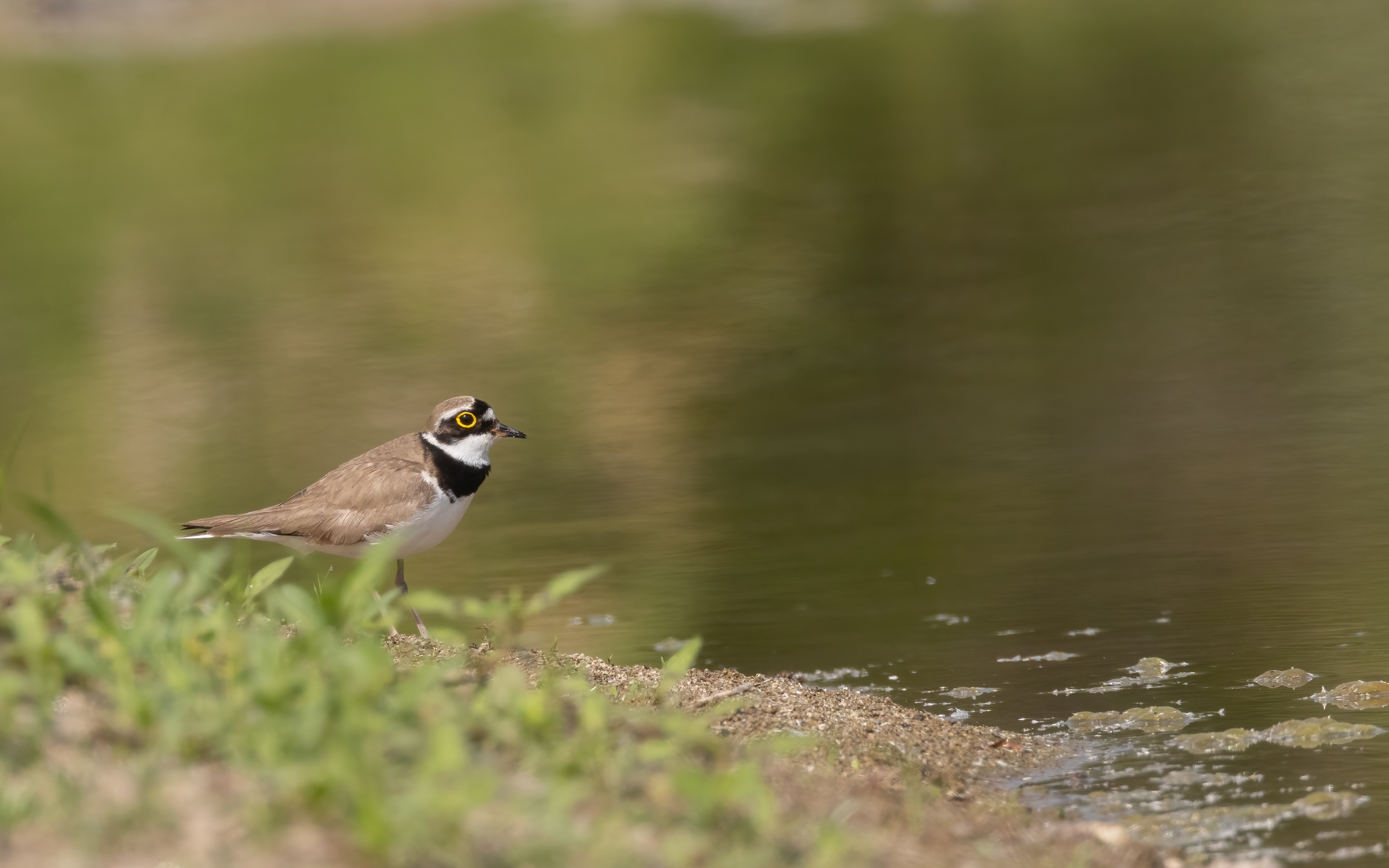 Little Ringed Plover