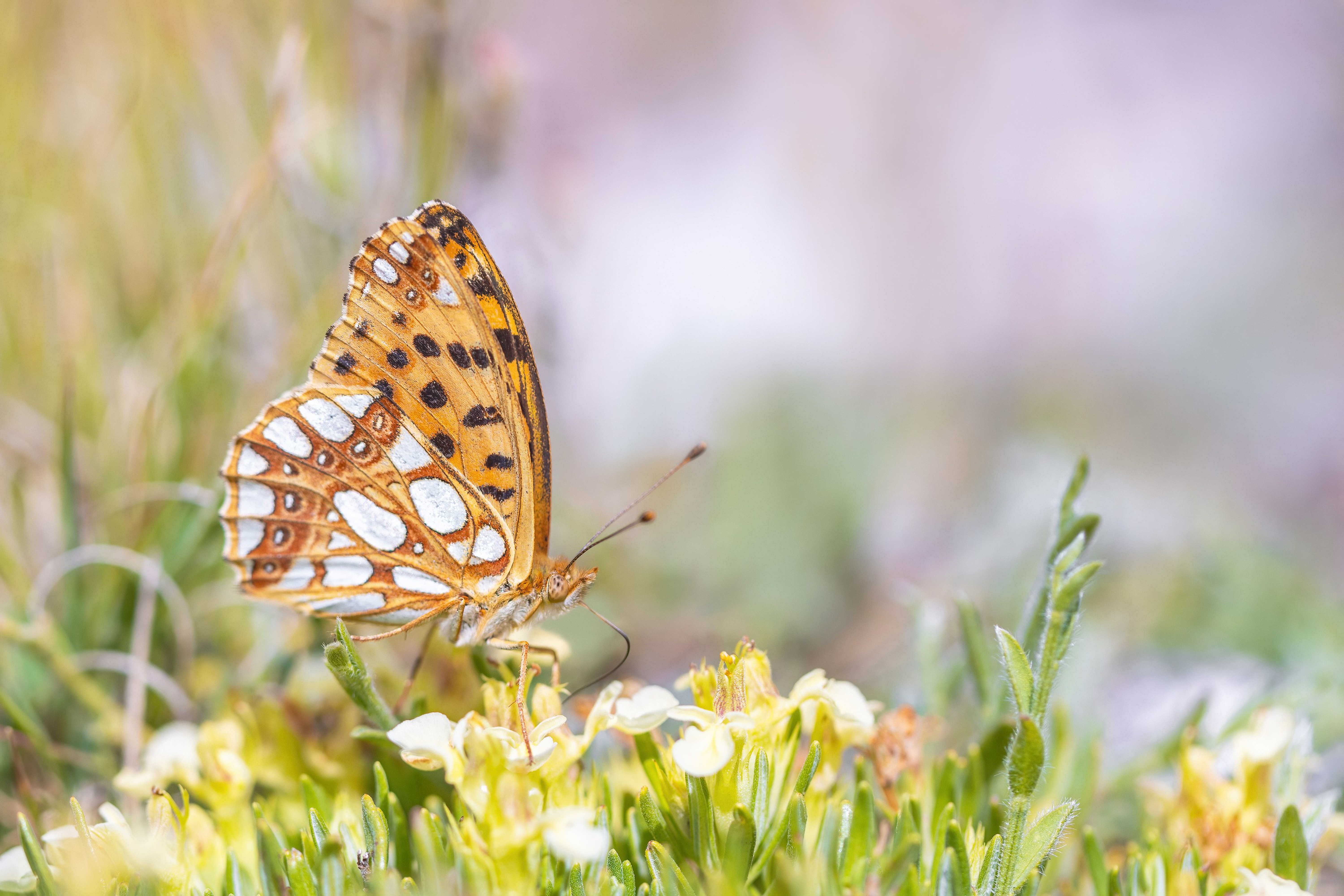 Queen of Spain Fritillary