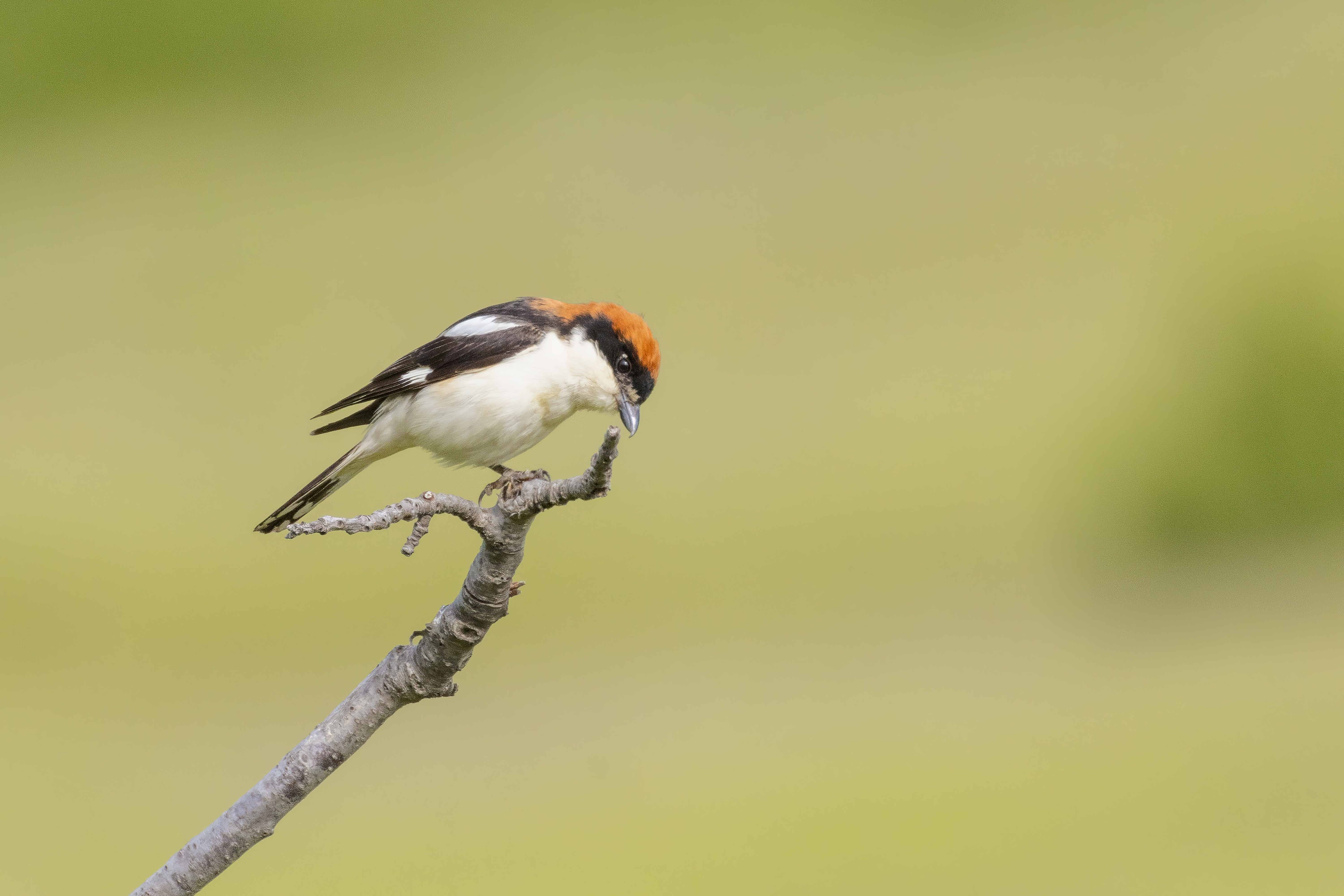 Woodchat Shrike