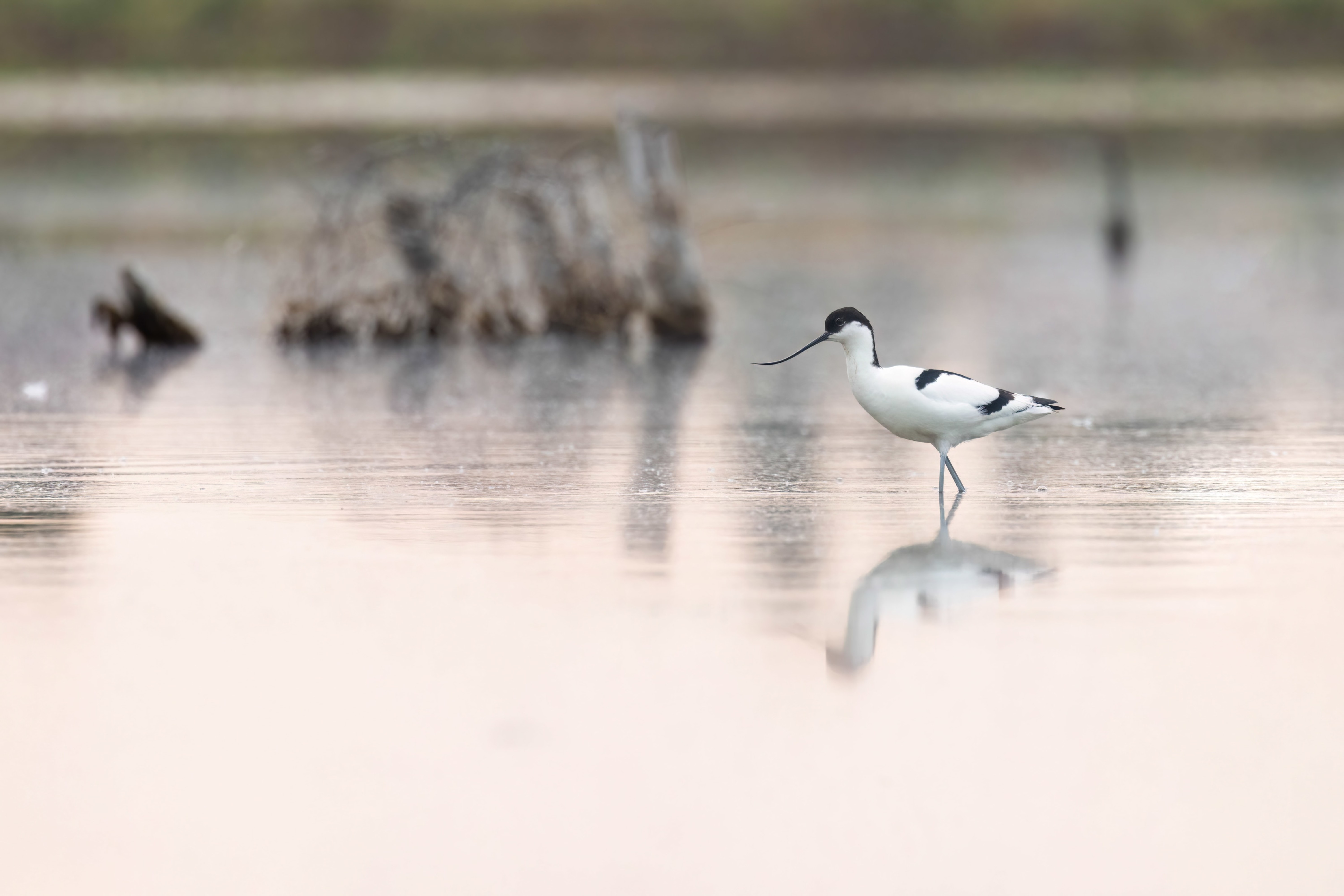 Avocet