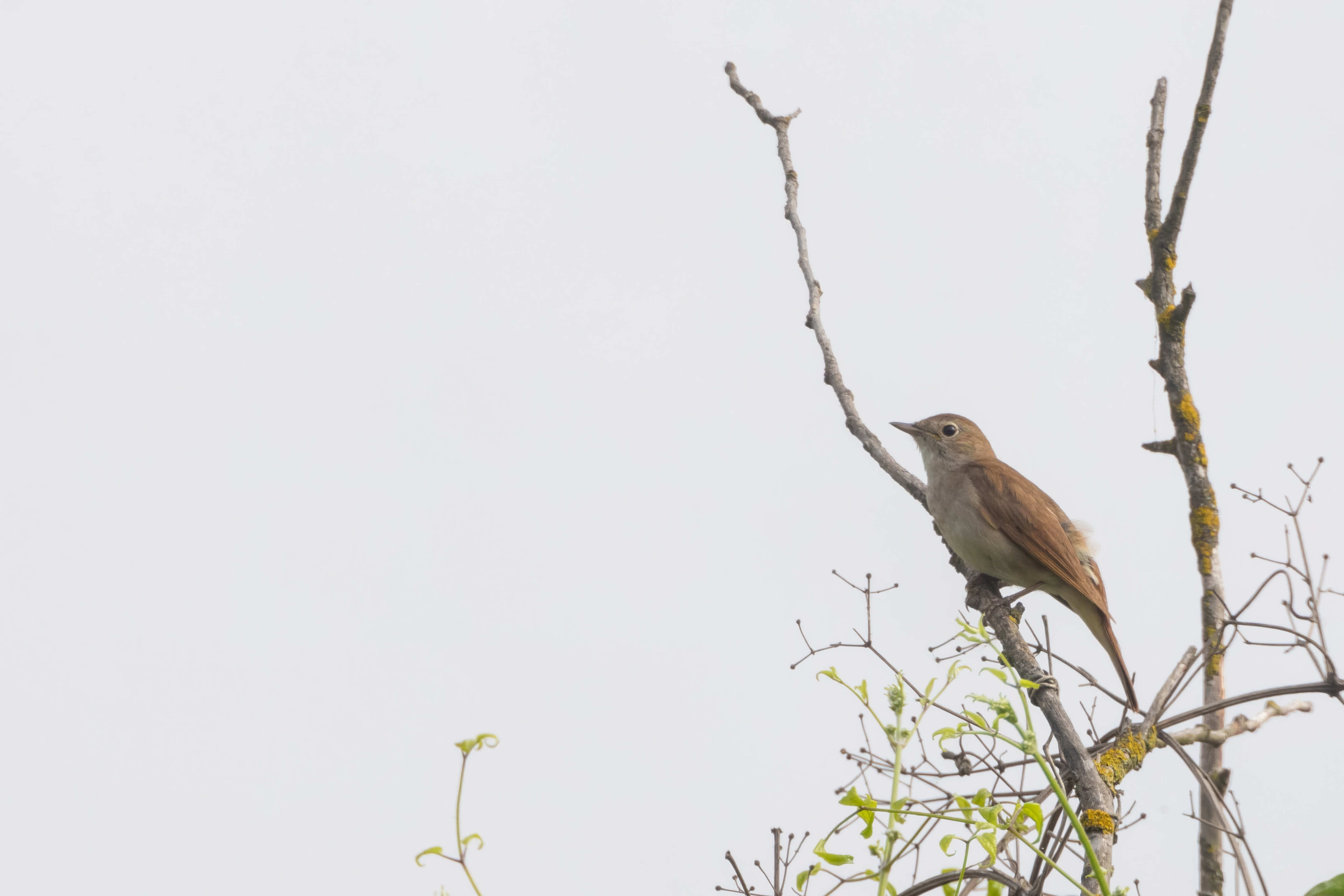Eurasian Nightingale