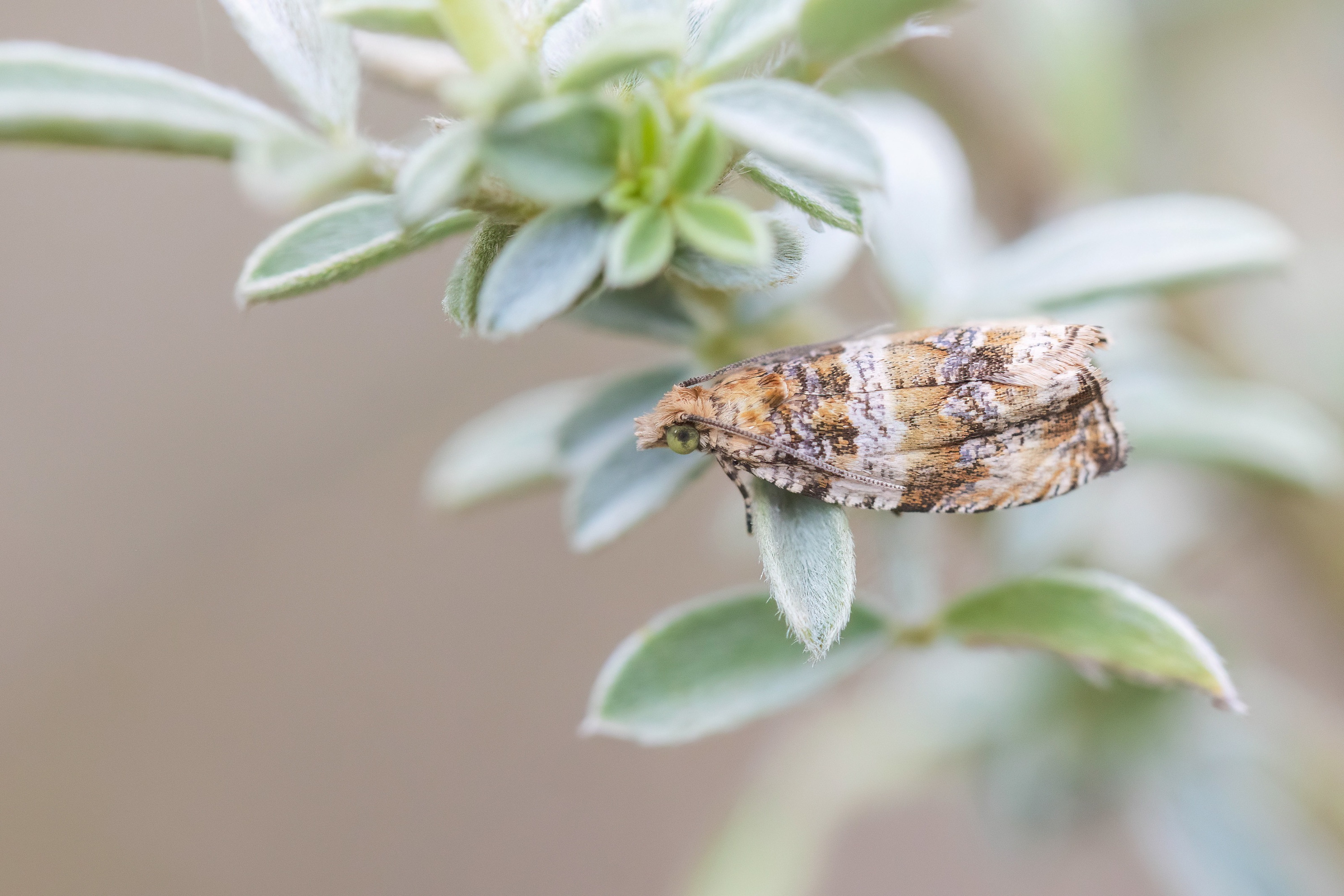 Celypha cespitana (Thyme Marble)