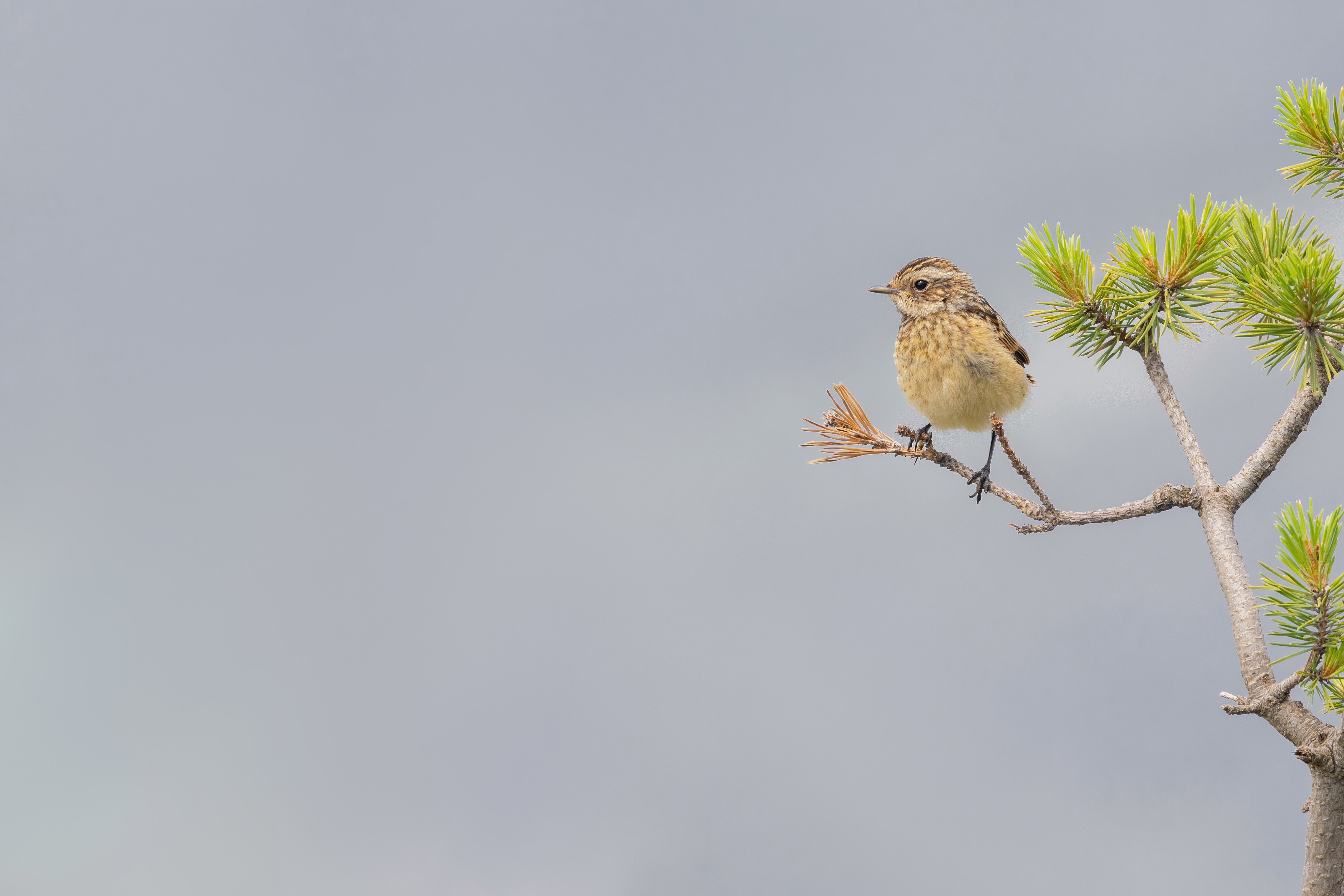 Whinchat