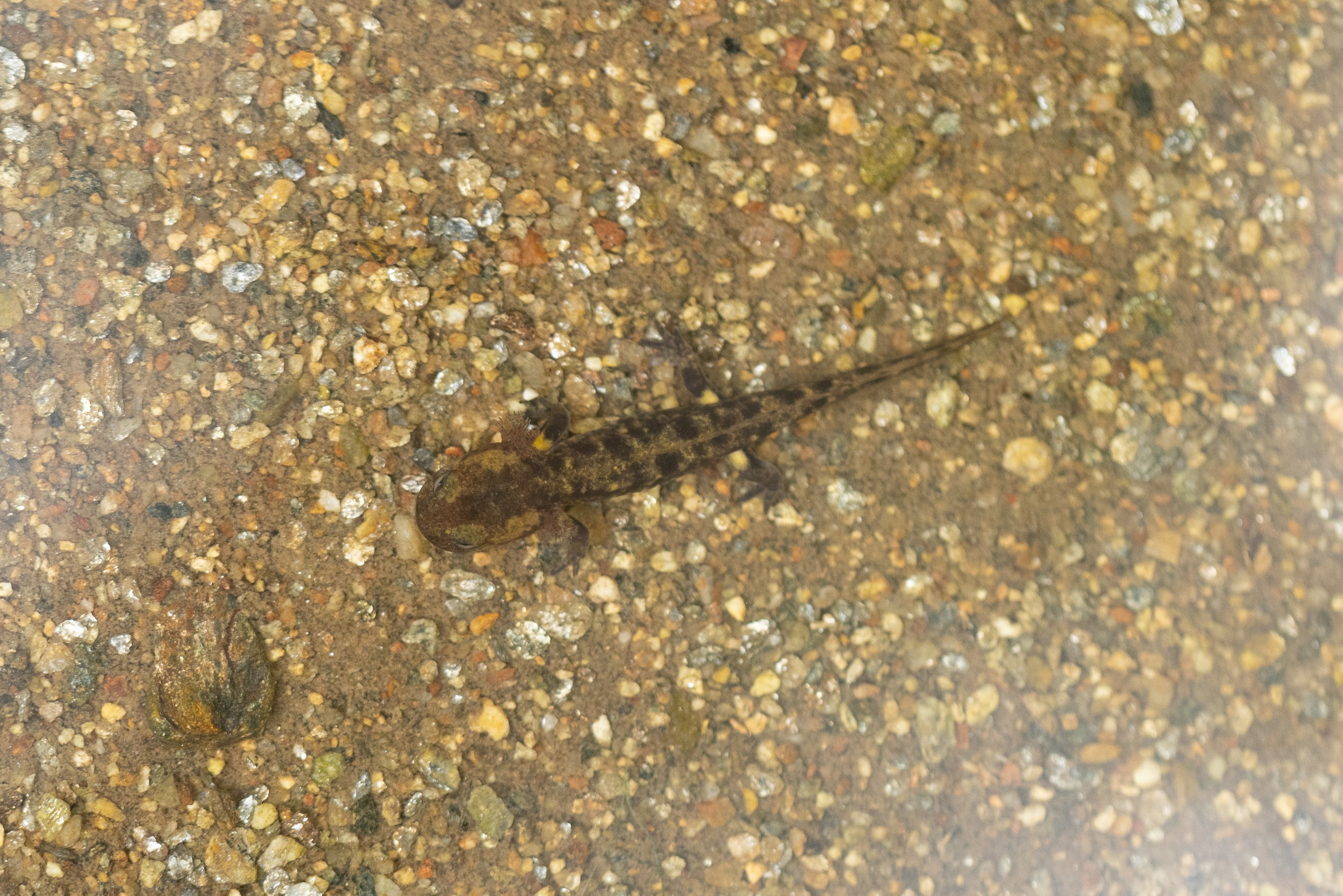 juvenile Fire Salamander