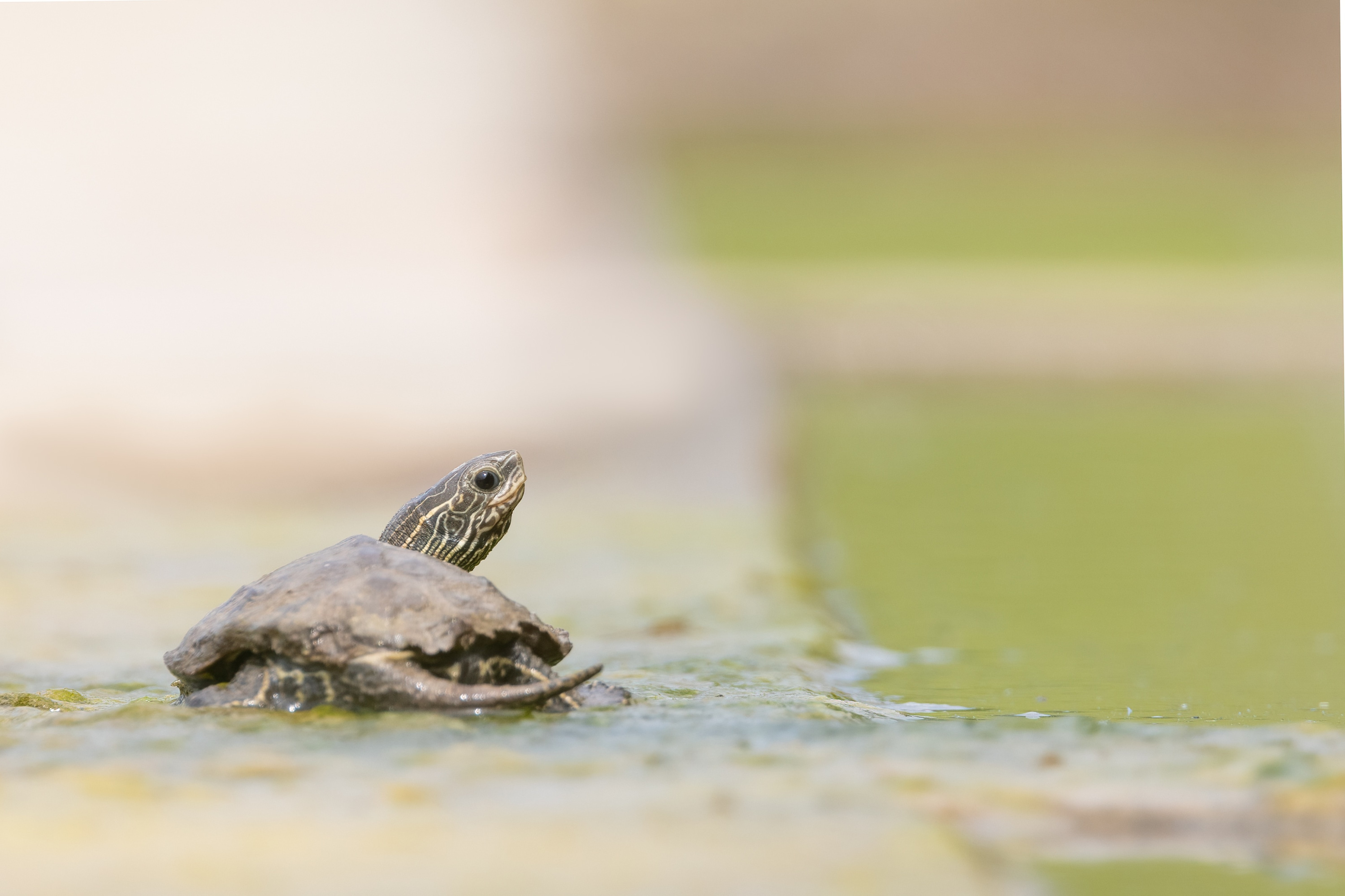 Balkan Pond Terrapin (Mauremys rivulata) from Eastern Rodopi, Bulgaria