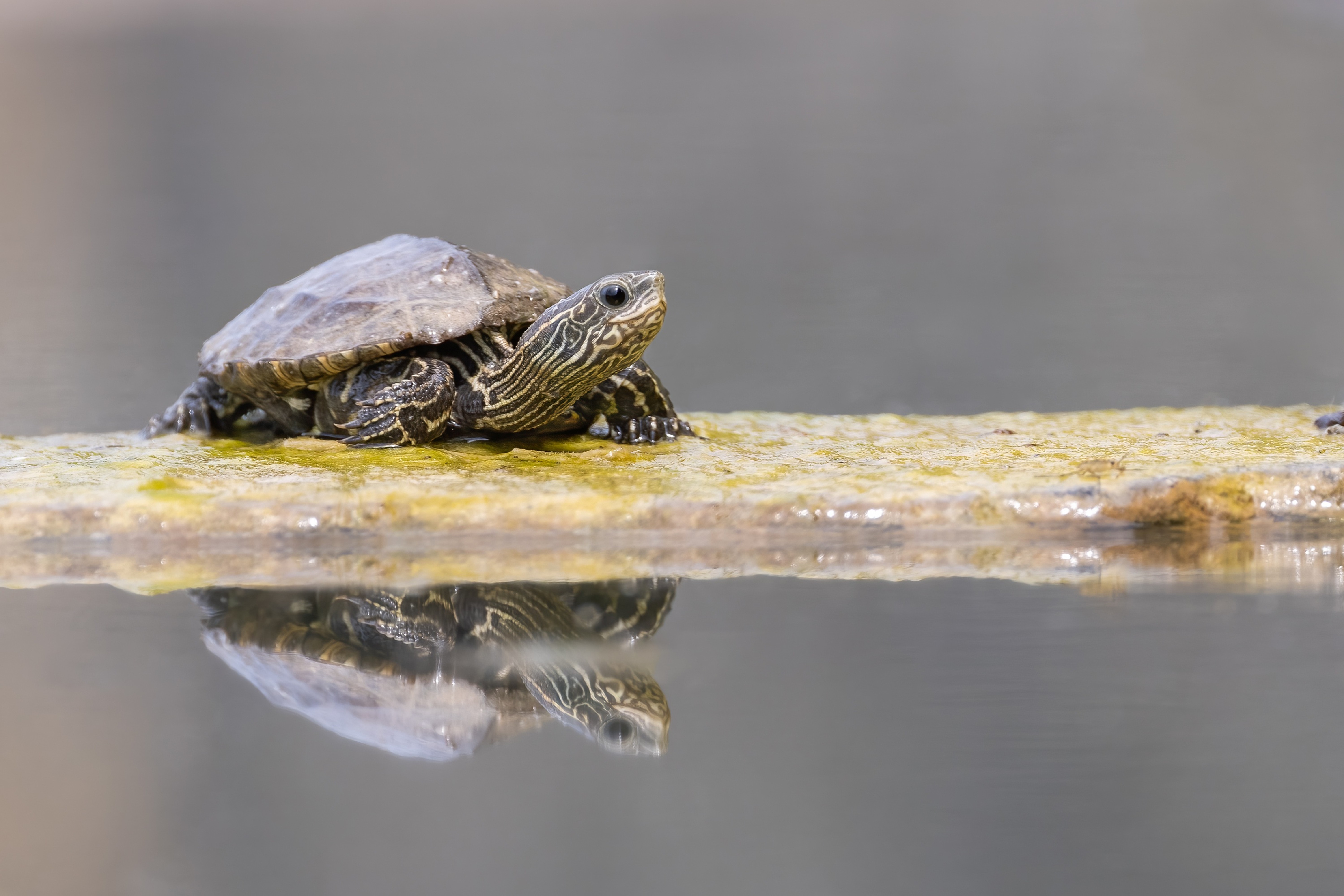 Balkan Pond Terrapin