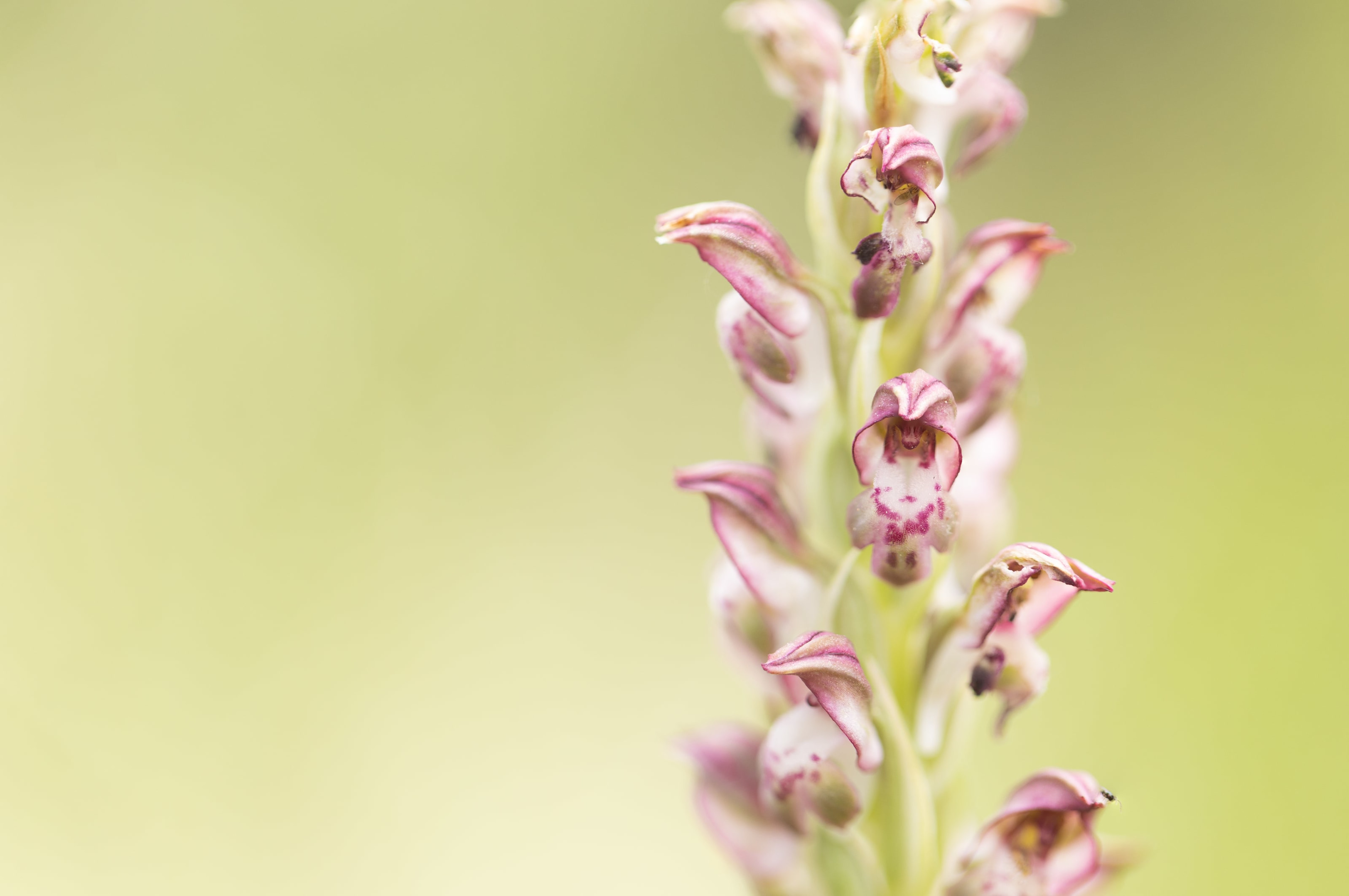 Bug Orchid