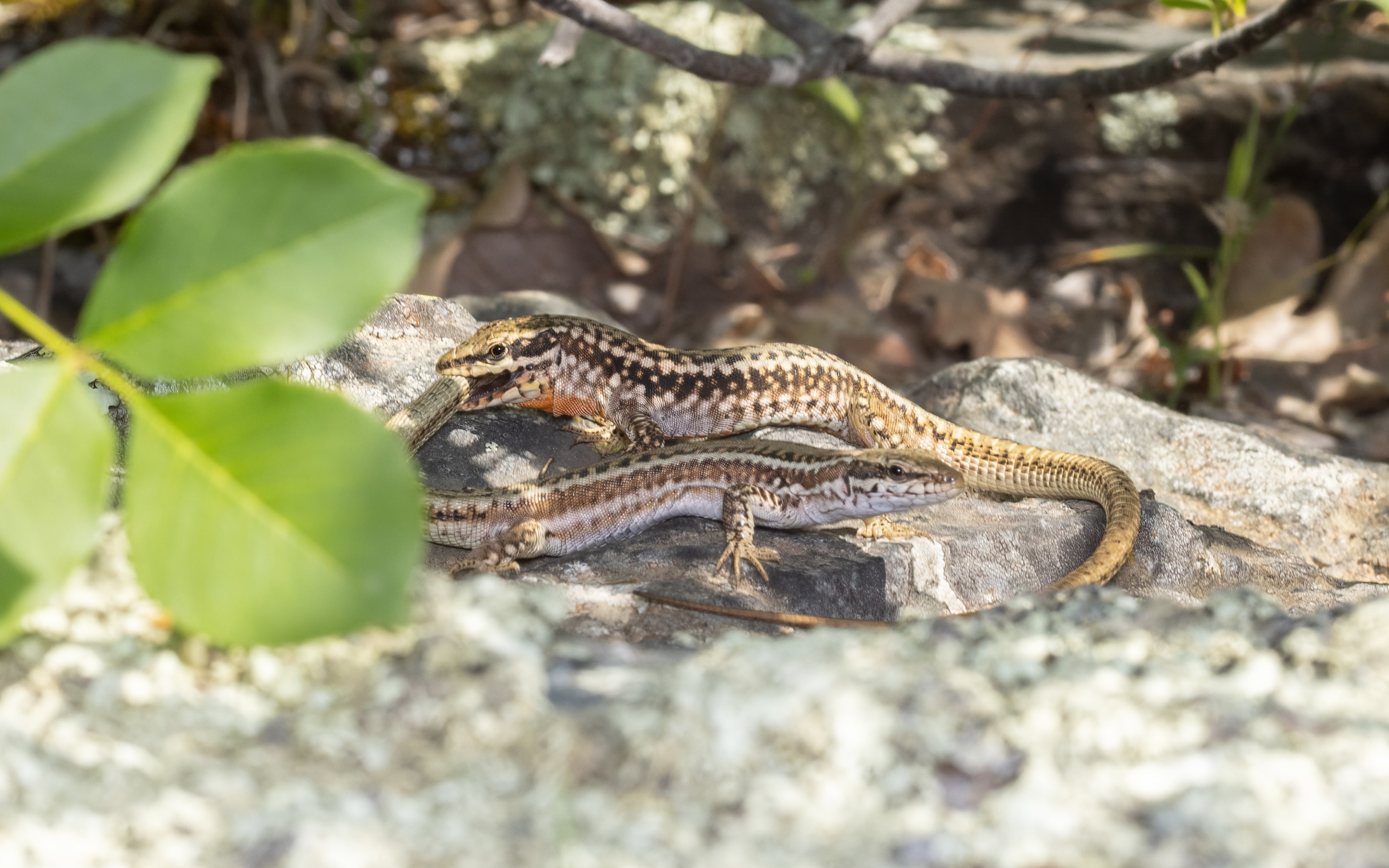 Courtship behaviour of Erhard's Wall Lizards (Podarcis erhardii) on a rock in Bulgaria