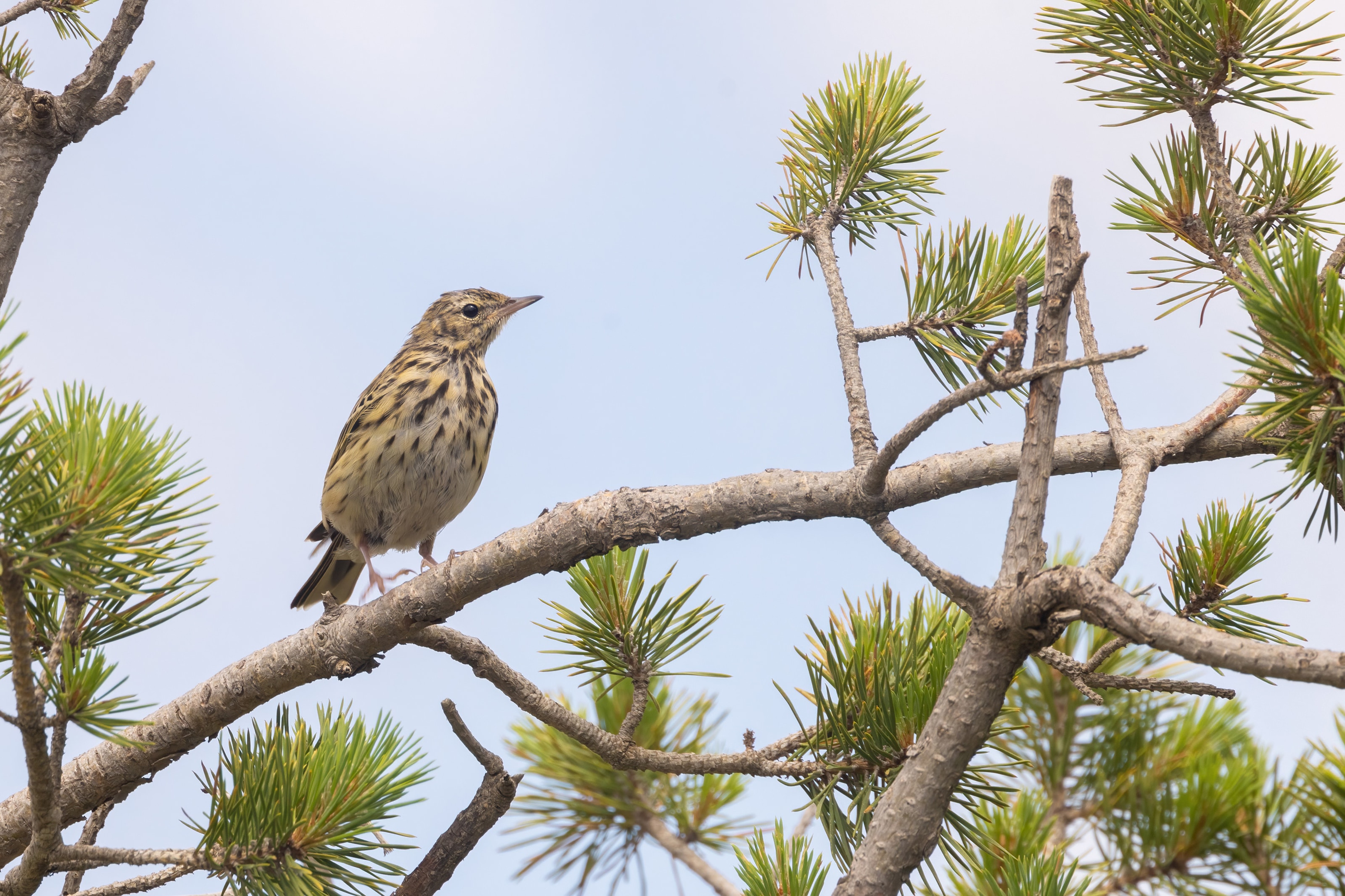 Tree Pipit
