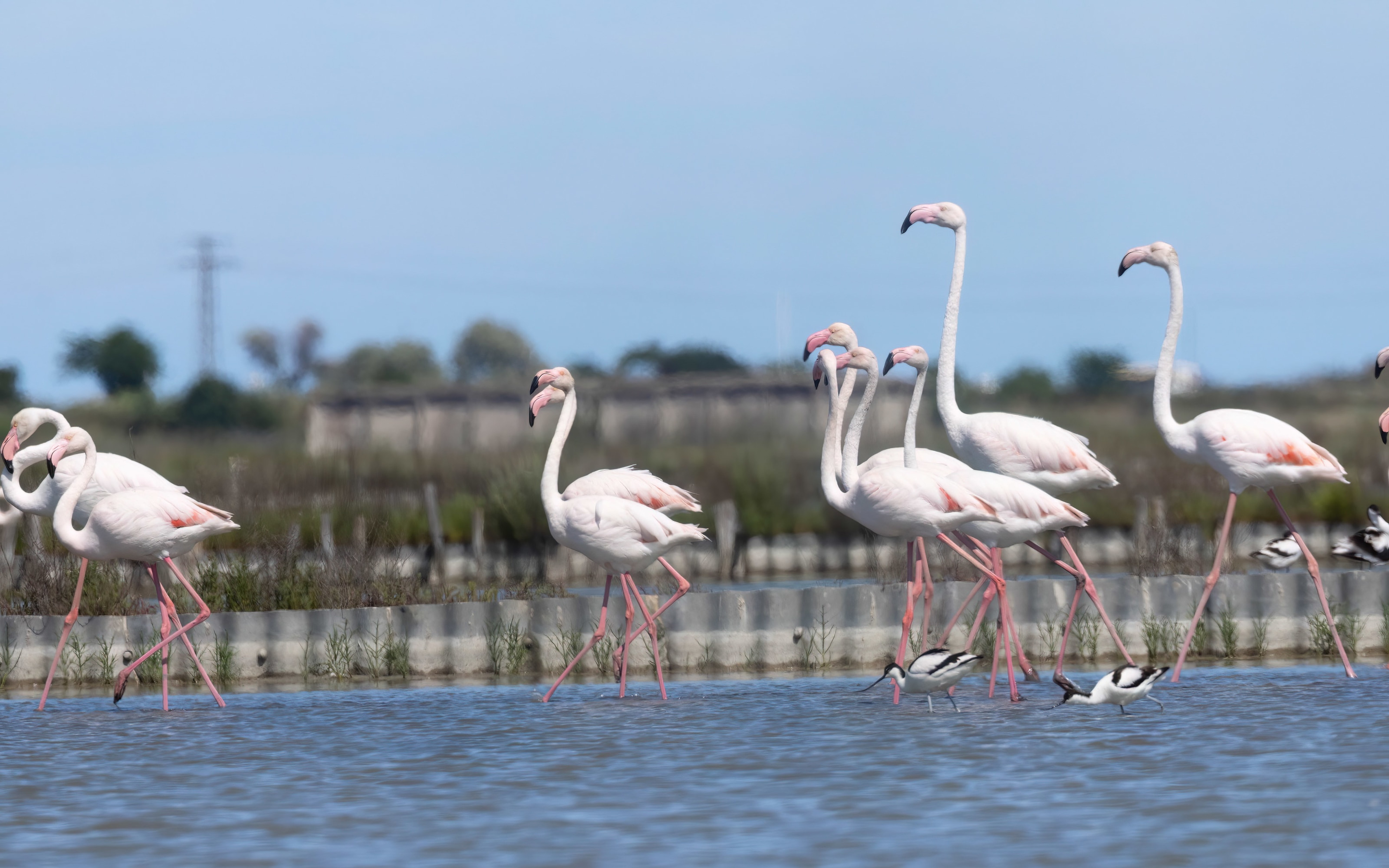 Greater Flamingo