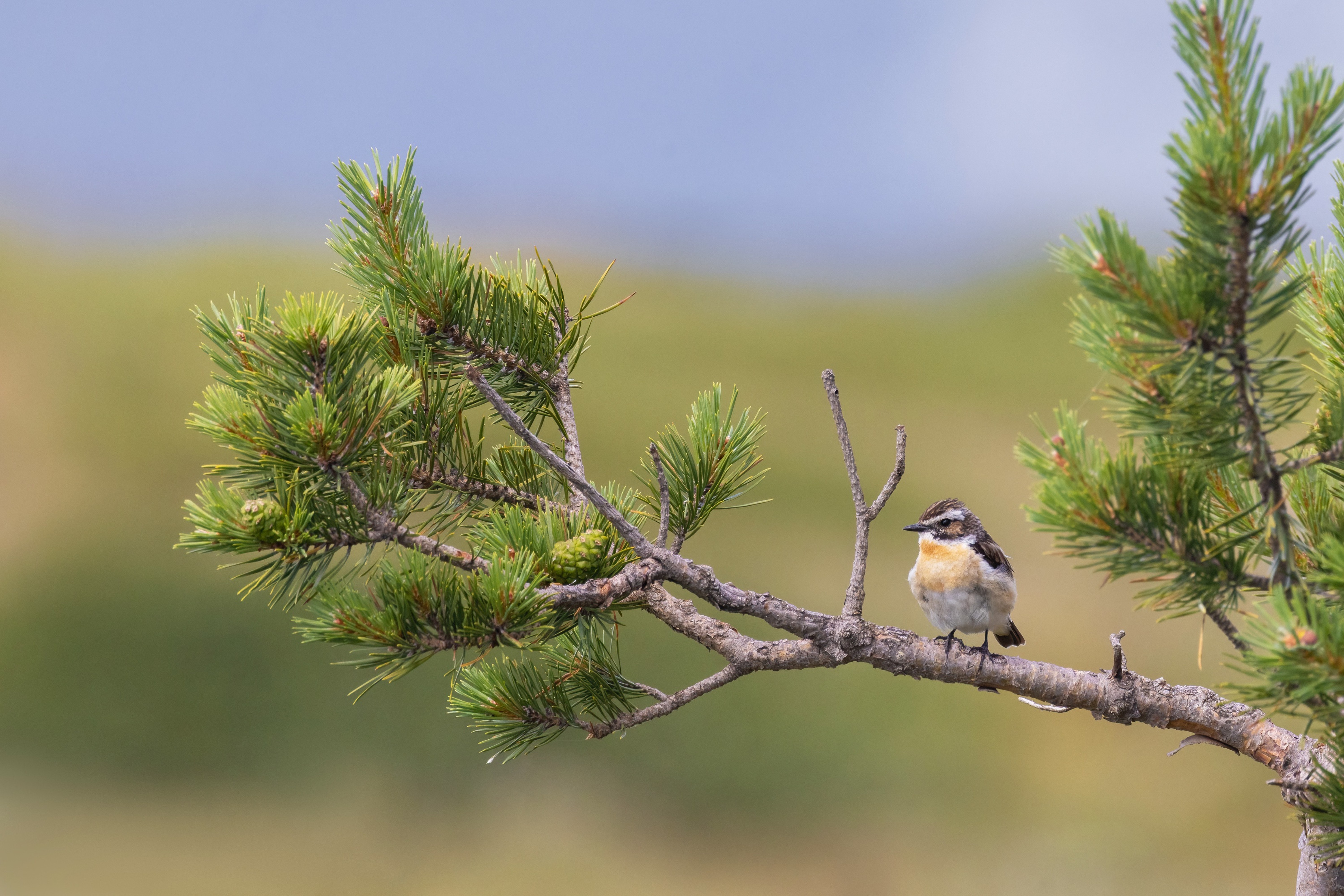 Whinchat