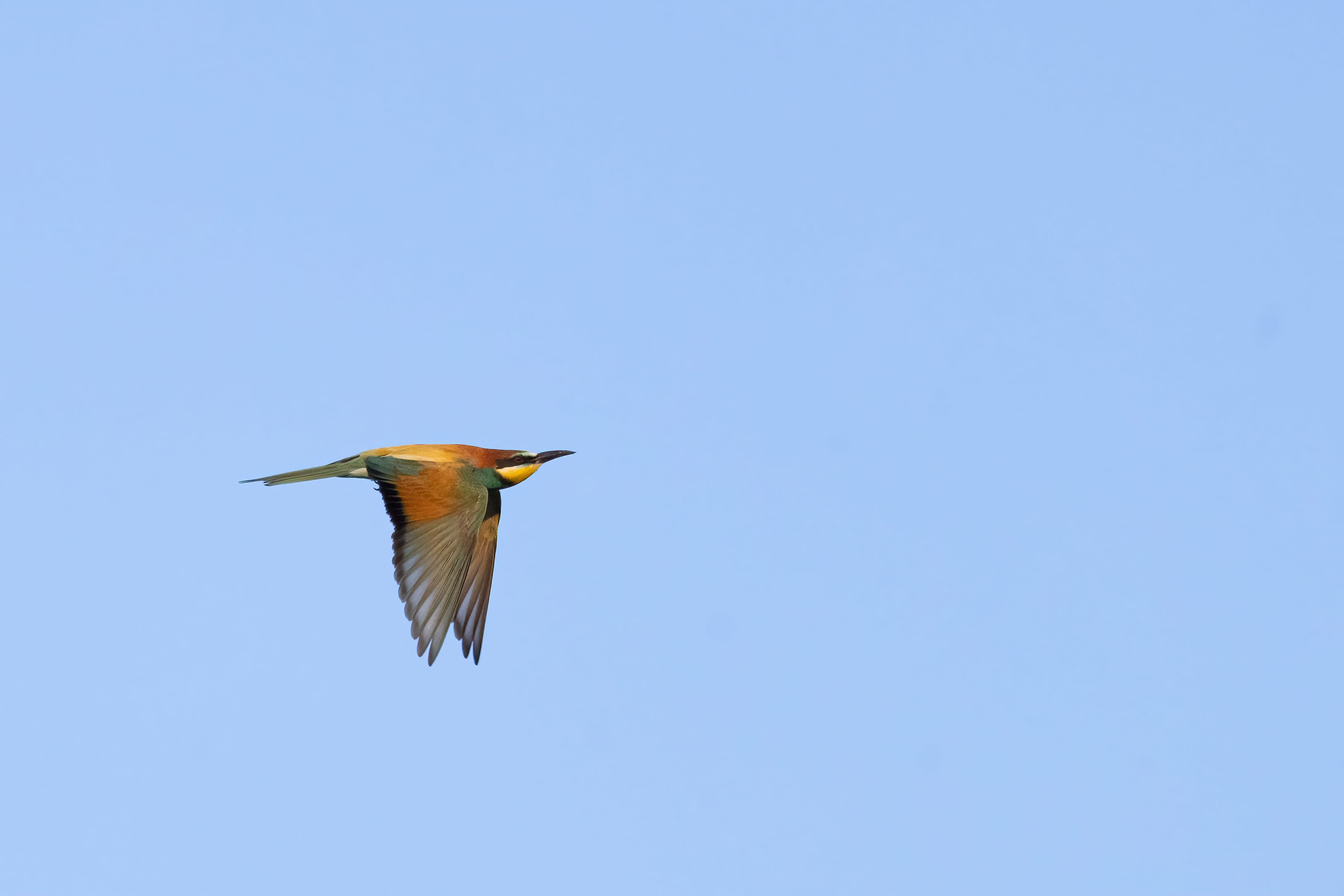 European Bee-eater (Merops apiaster) in flight in Eastern Rodopi, Bulgaria