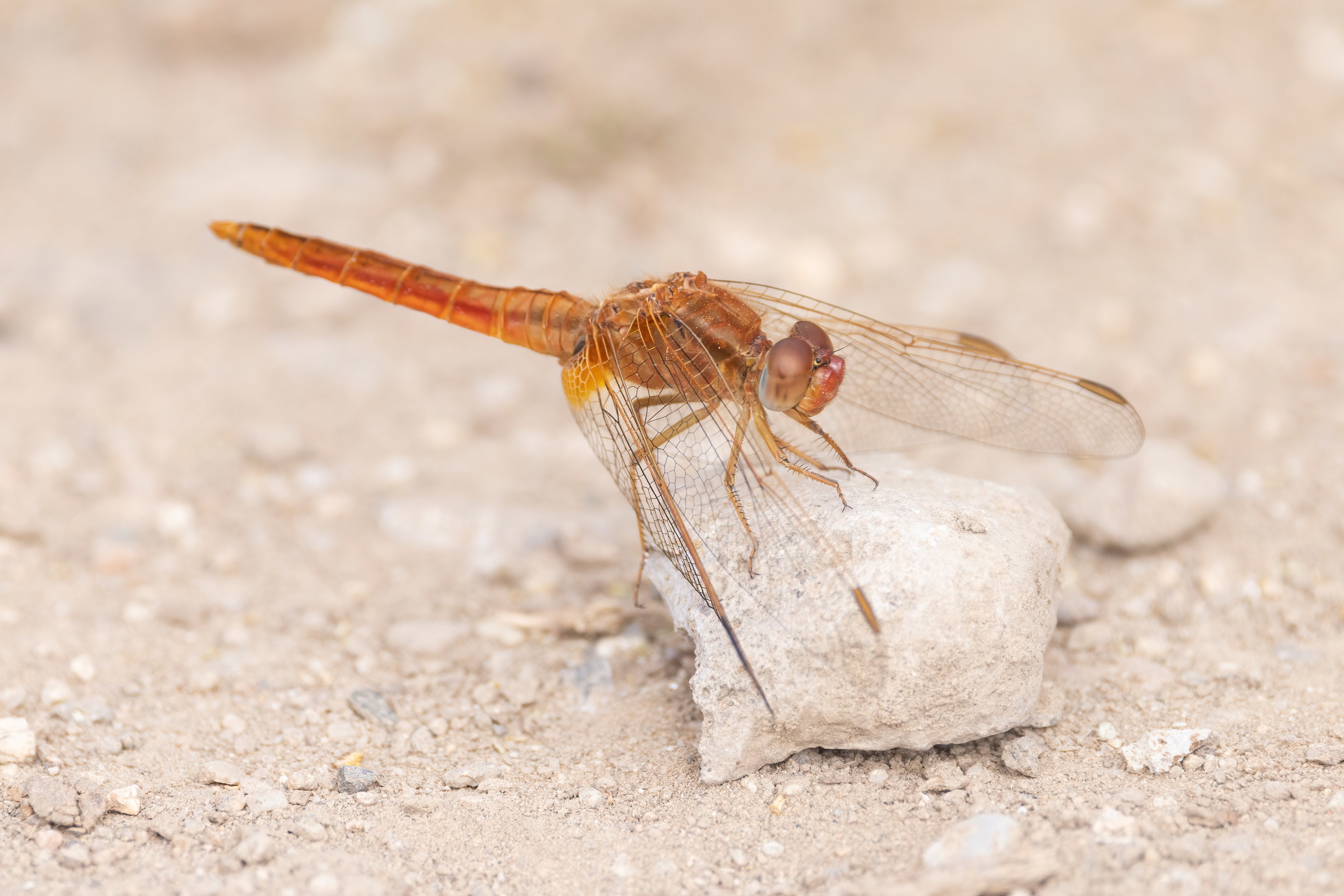 Broad Scarlet