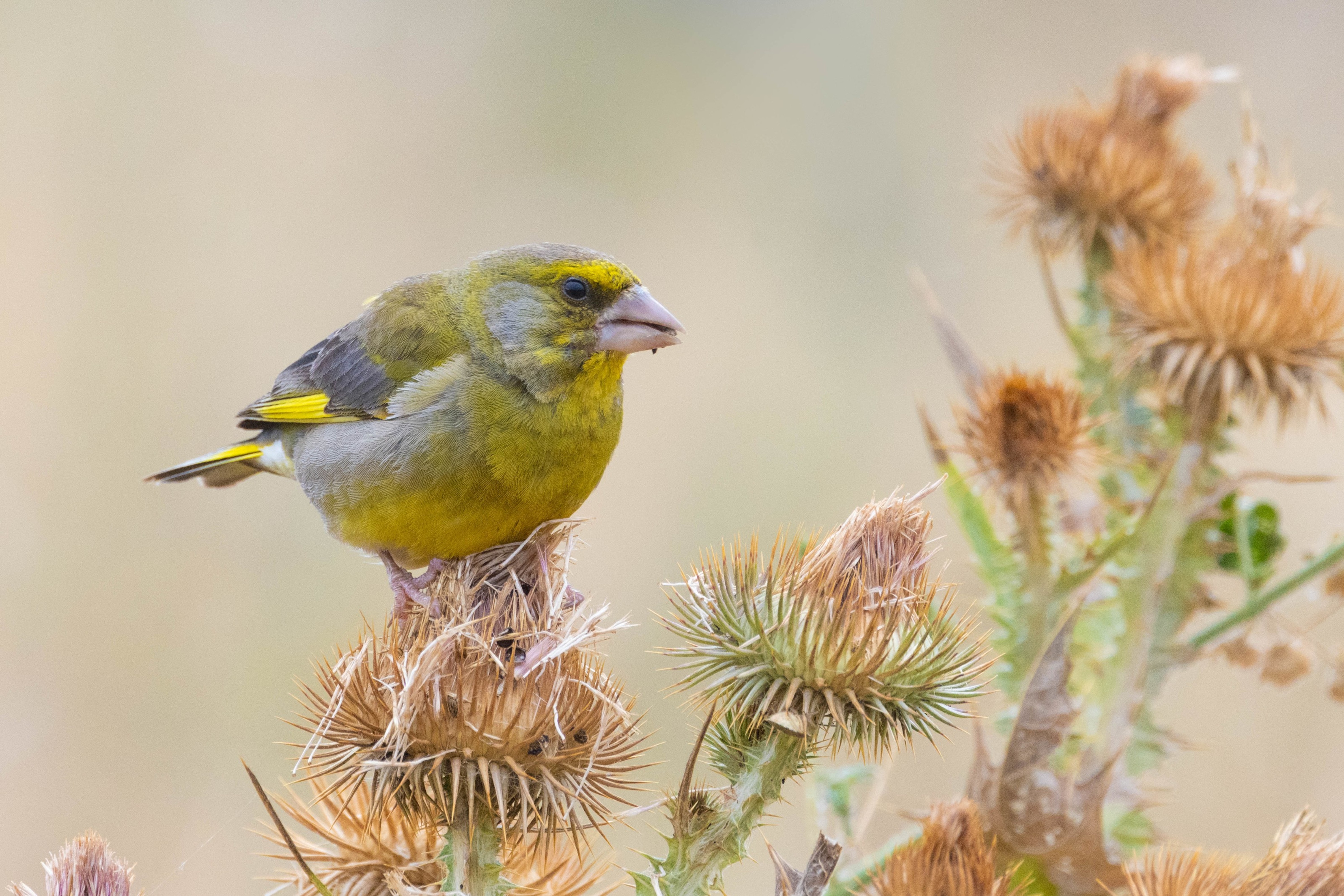 Greenfinch