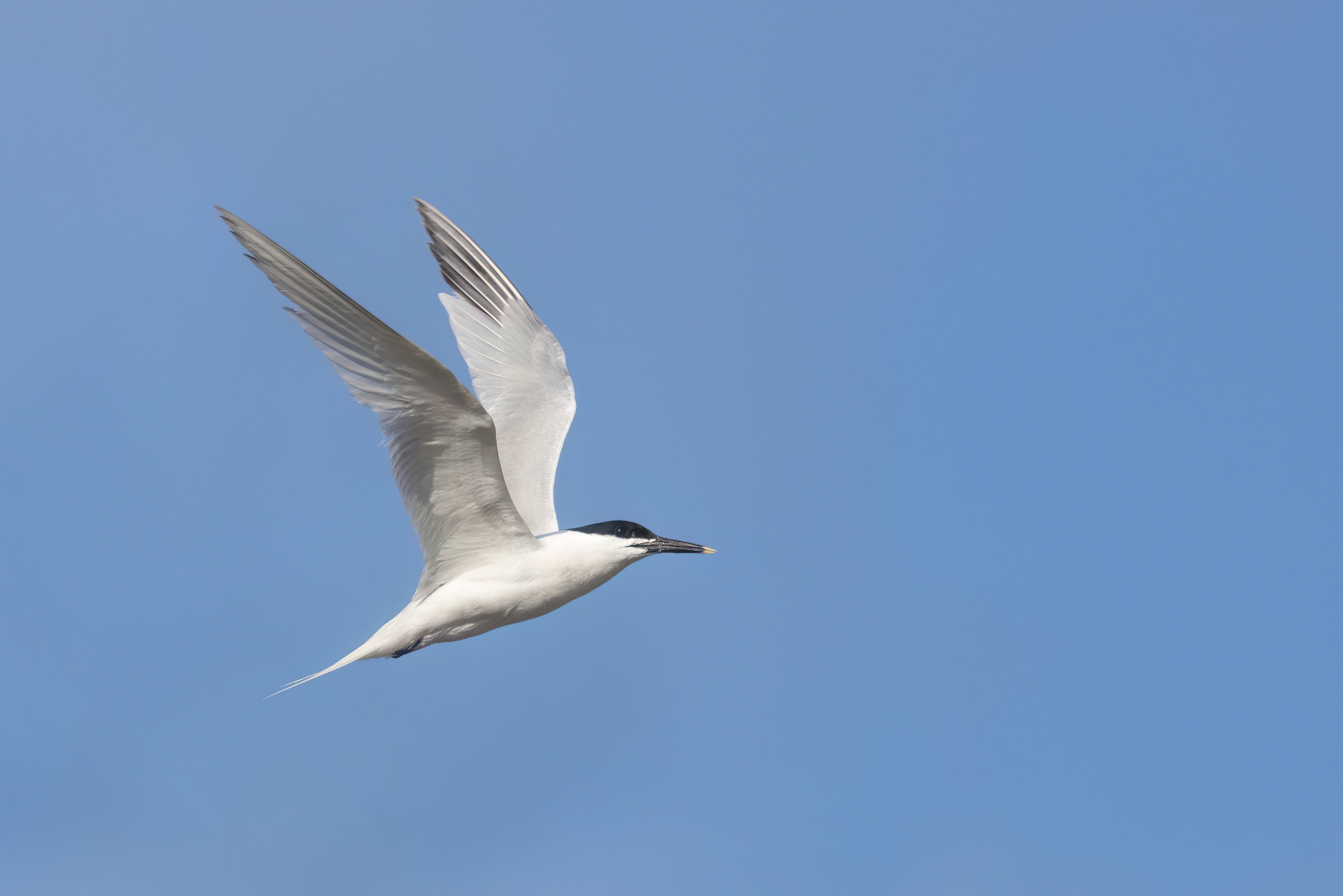 Sandwich Tern