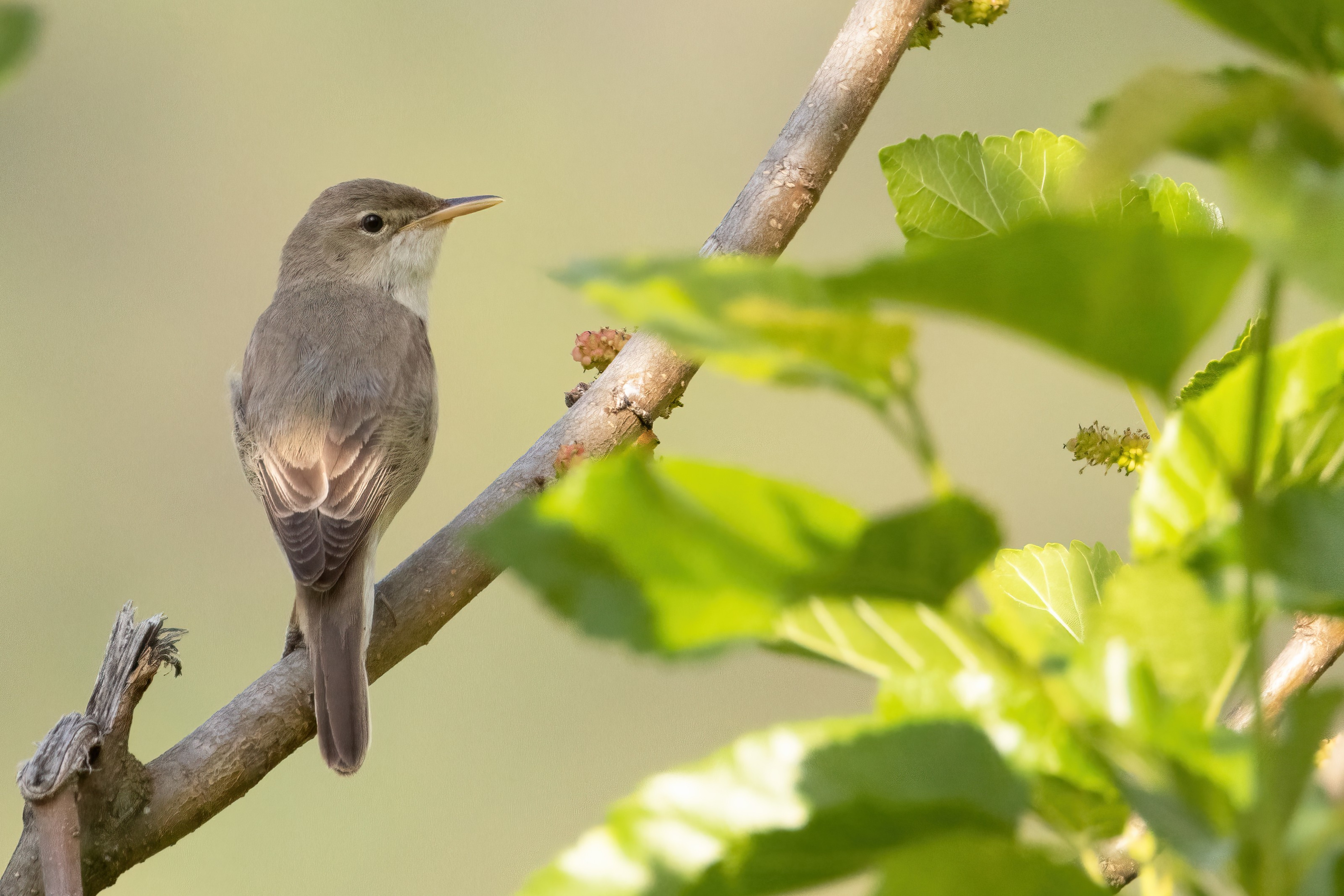 Eastern Olivaceous Warbler - Eastern Rodopi, Bulgaria 
