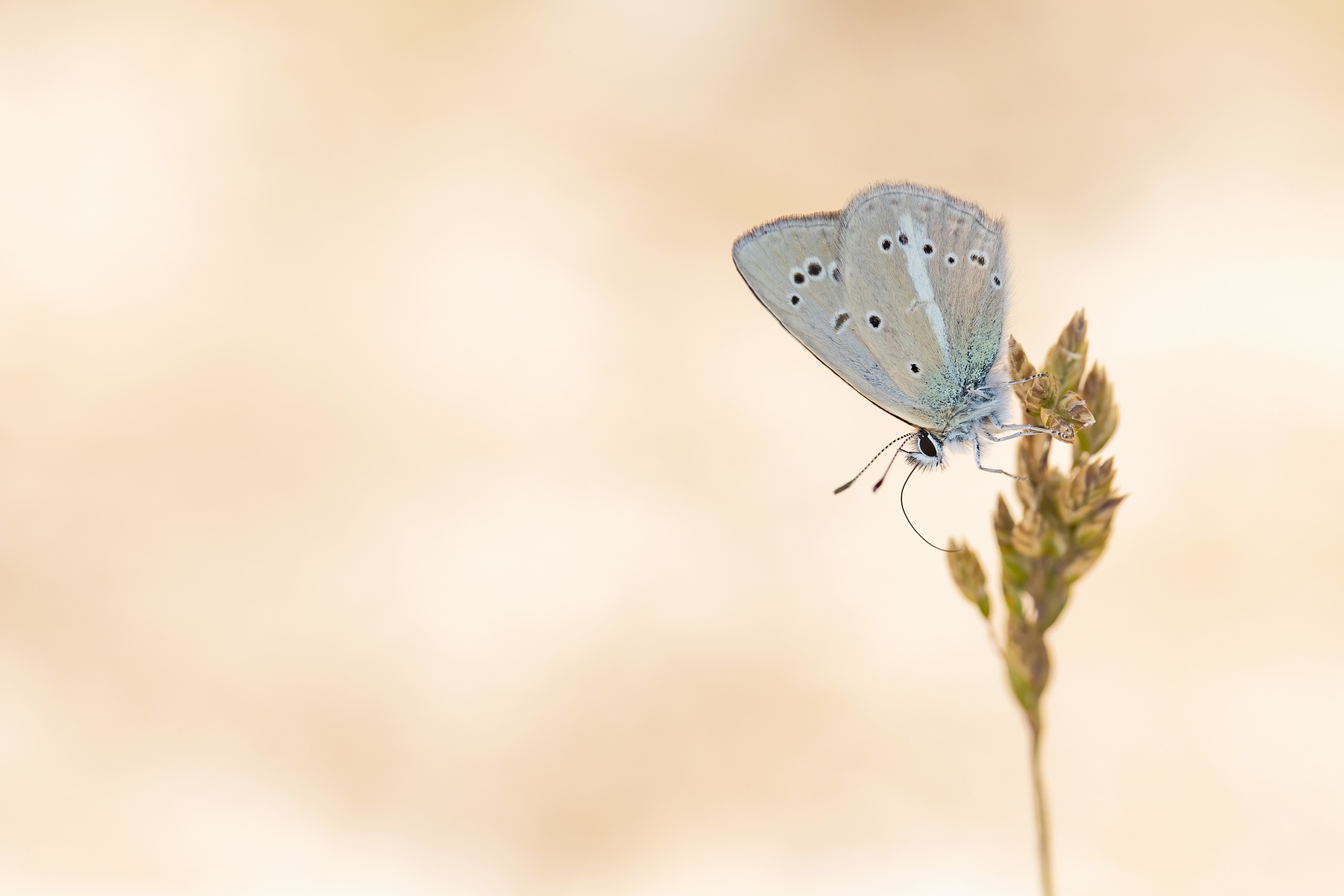 Higgin's Anomalous Blue