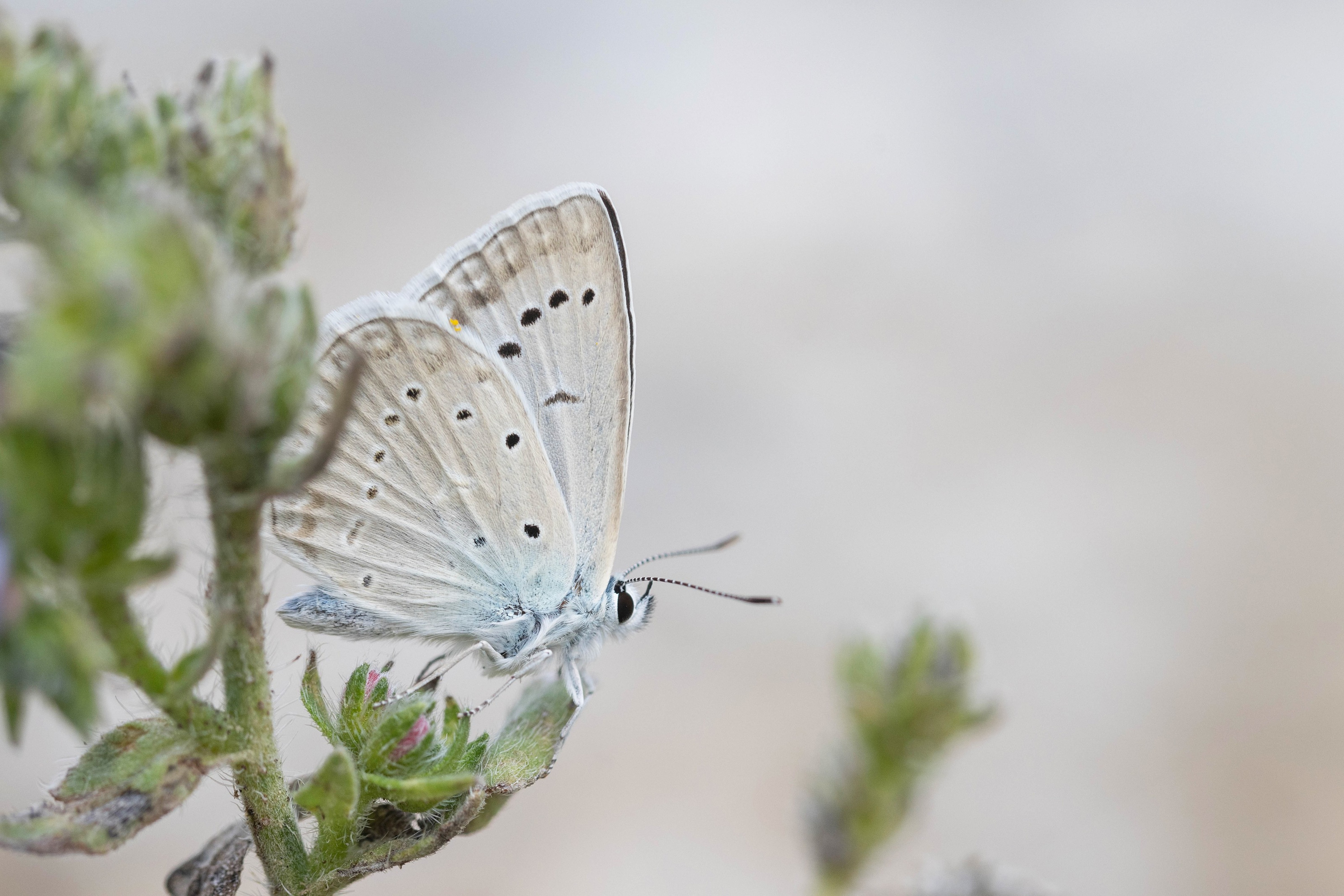 Meleager's Blue