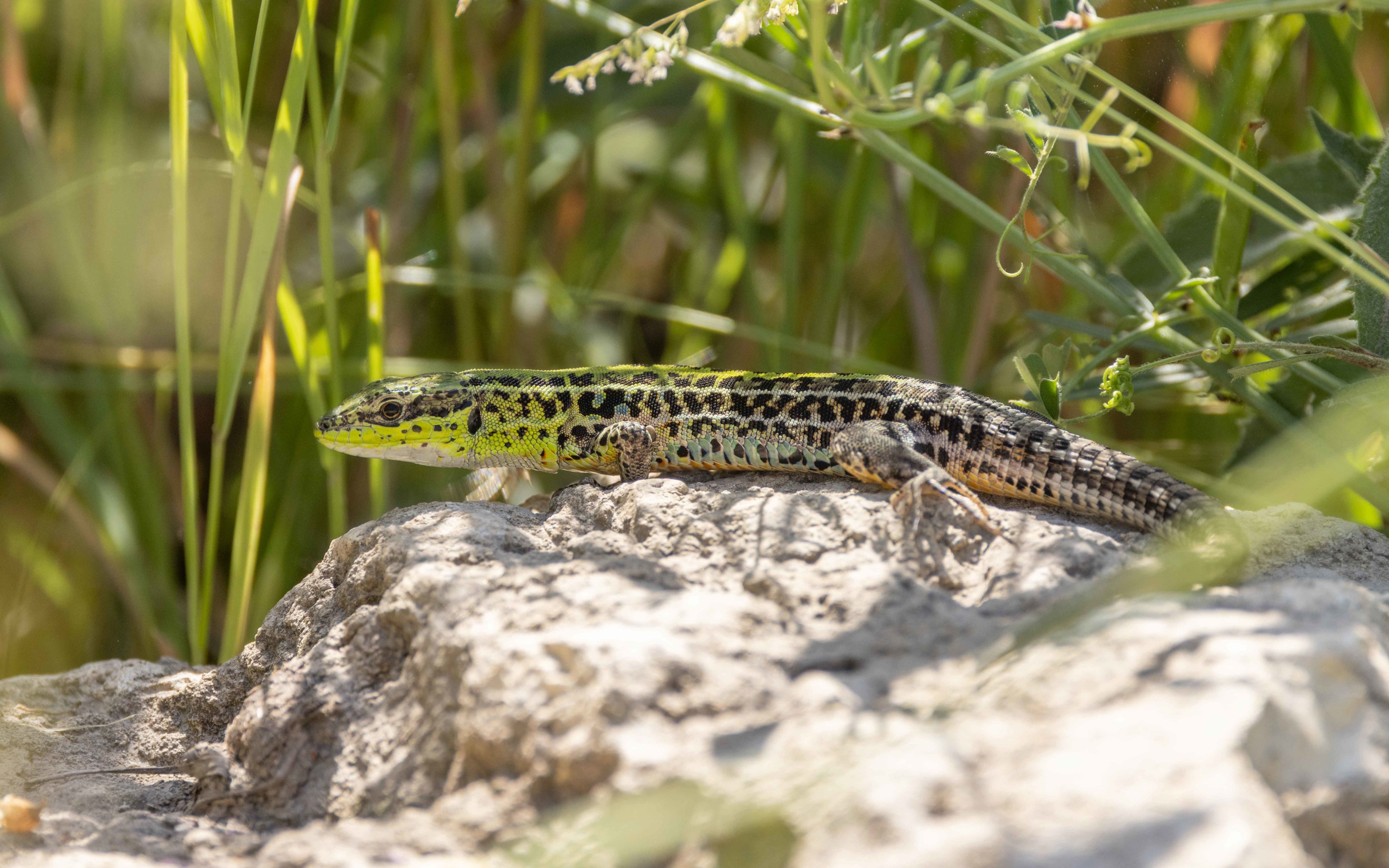 Balkan Wall Lizard (Podarcis tauricus) in Bulgaria