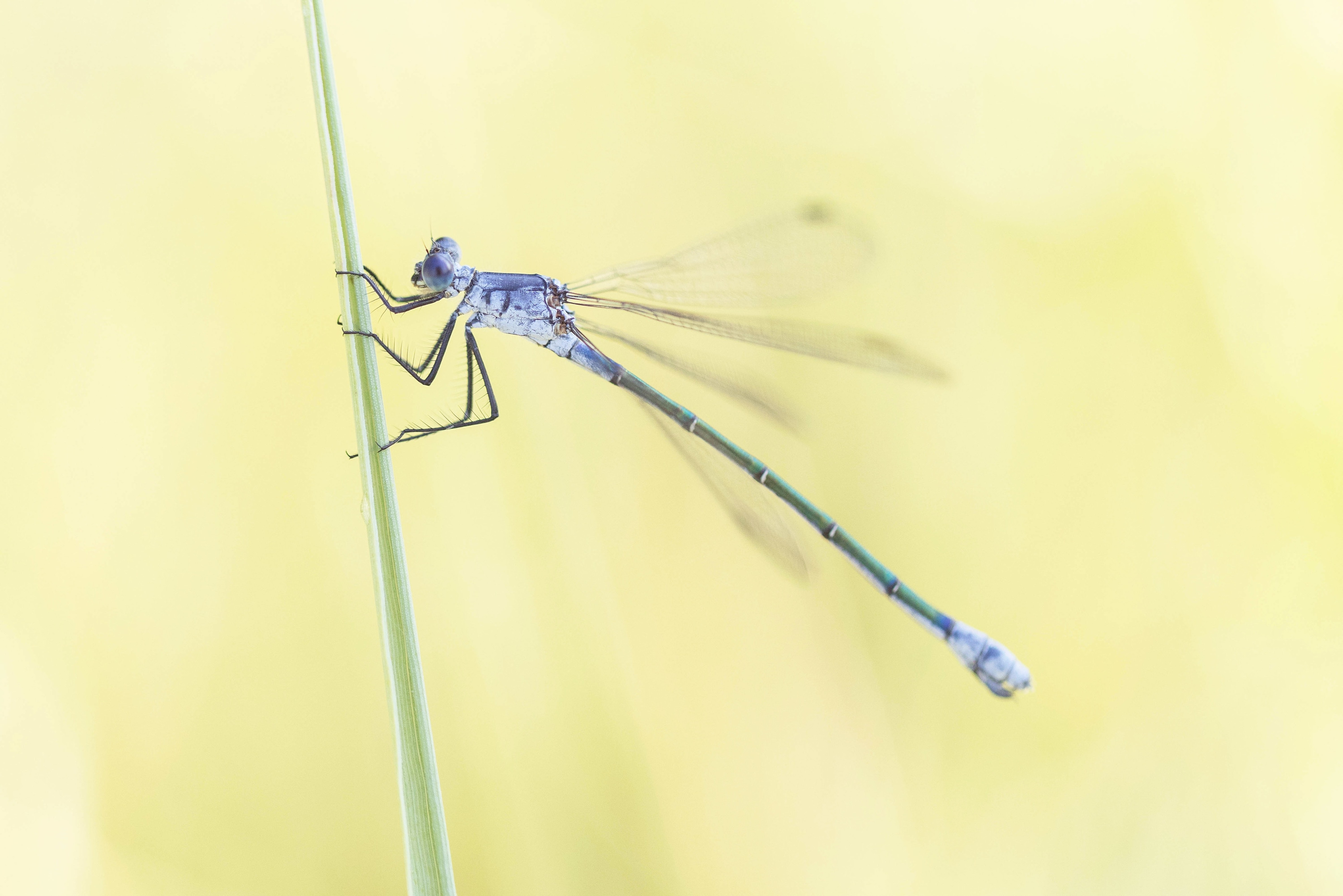 Dark Spreadwing