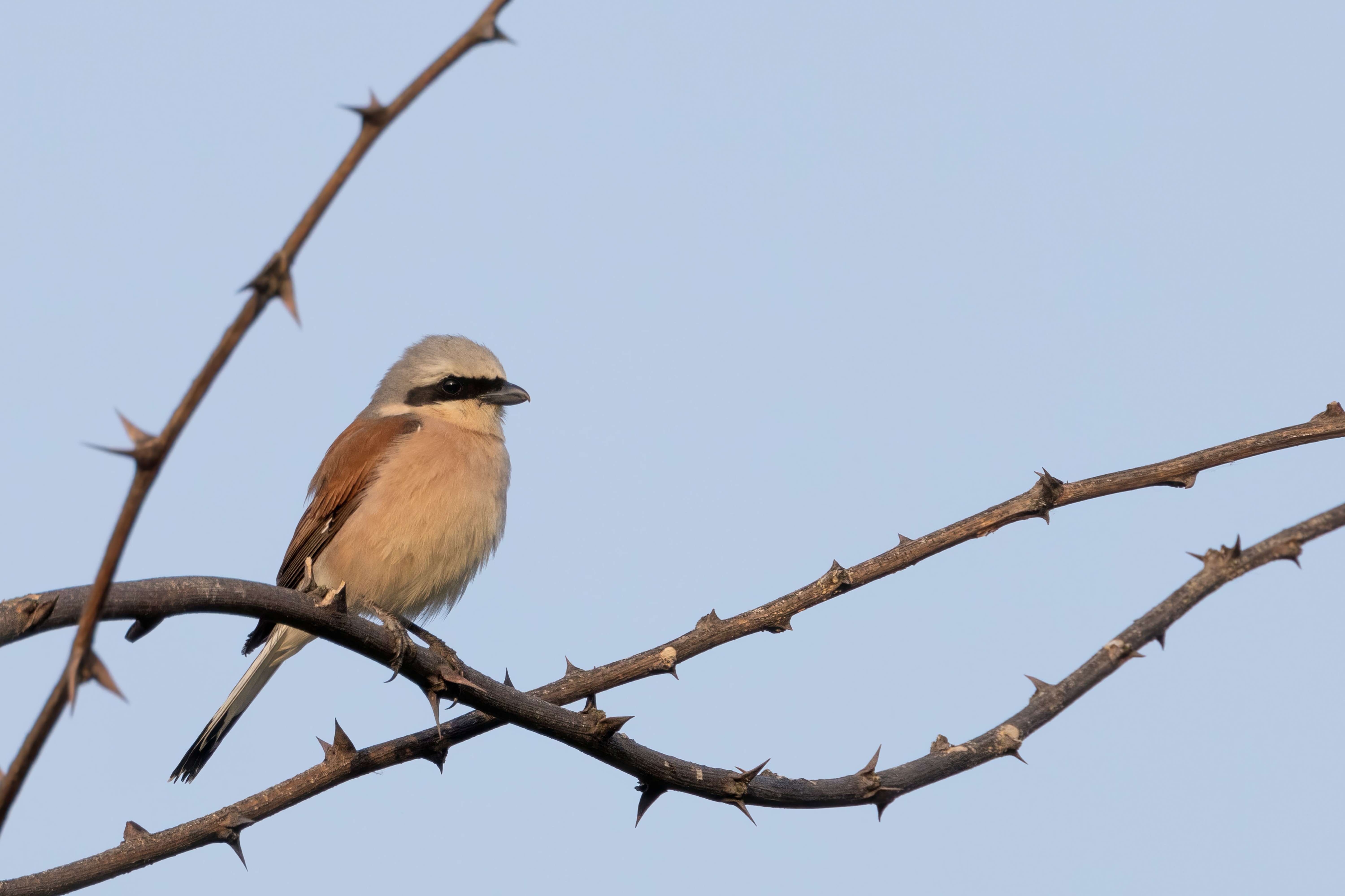 Red-backed Shrike