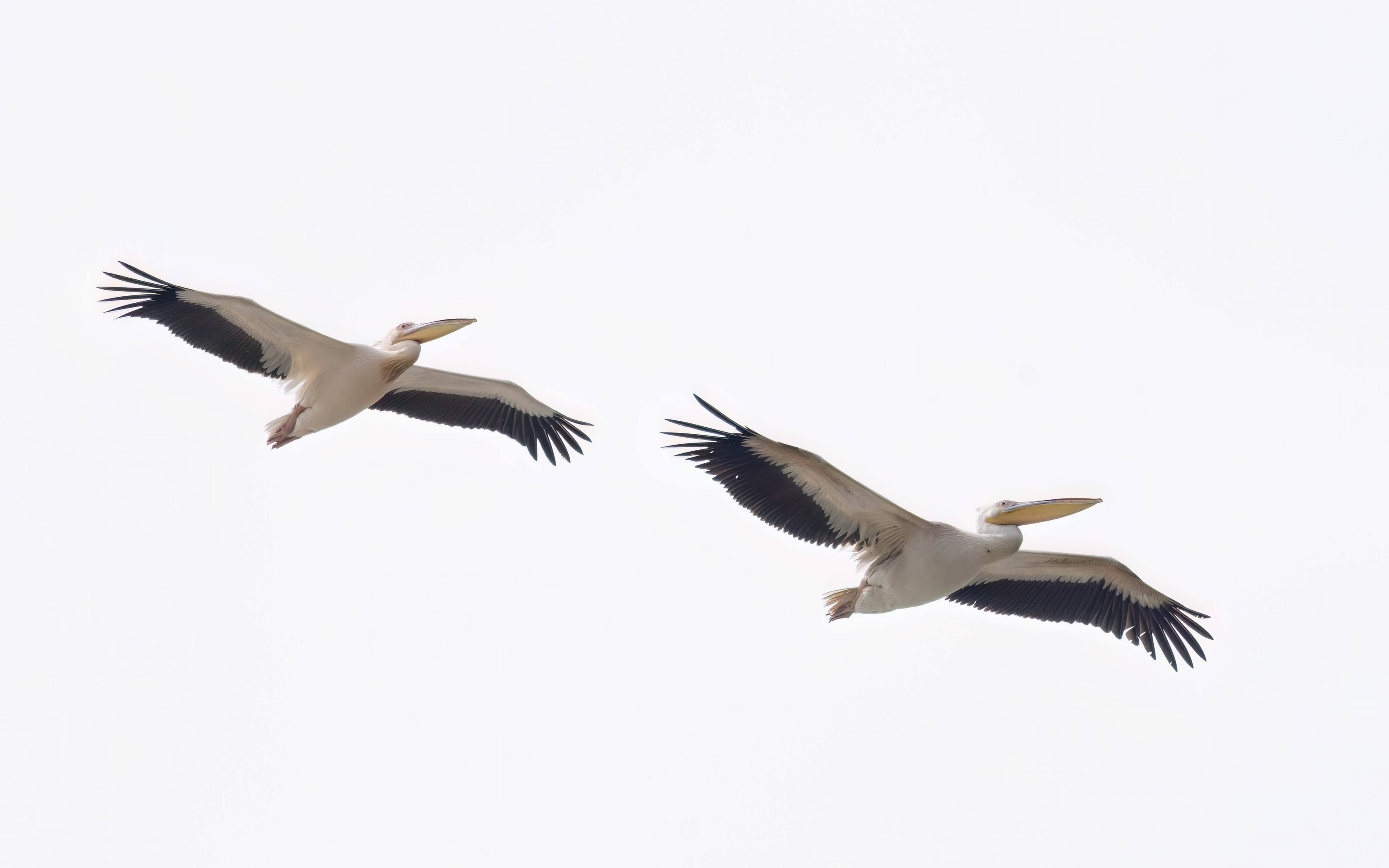 Great White Pelican